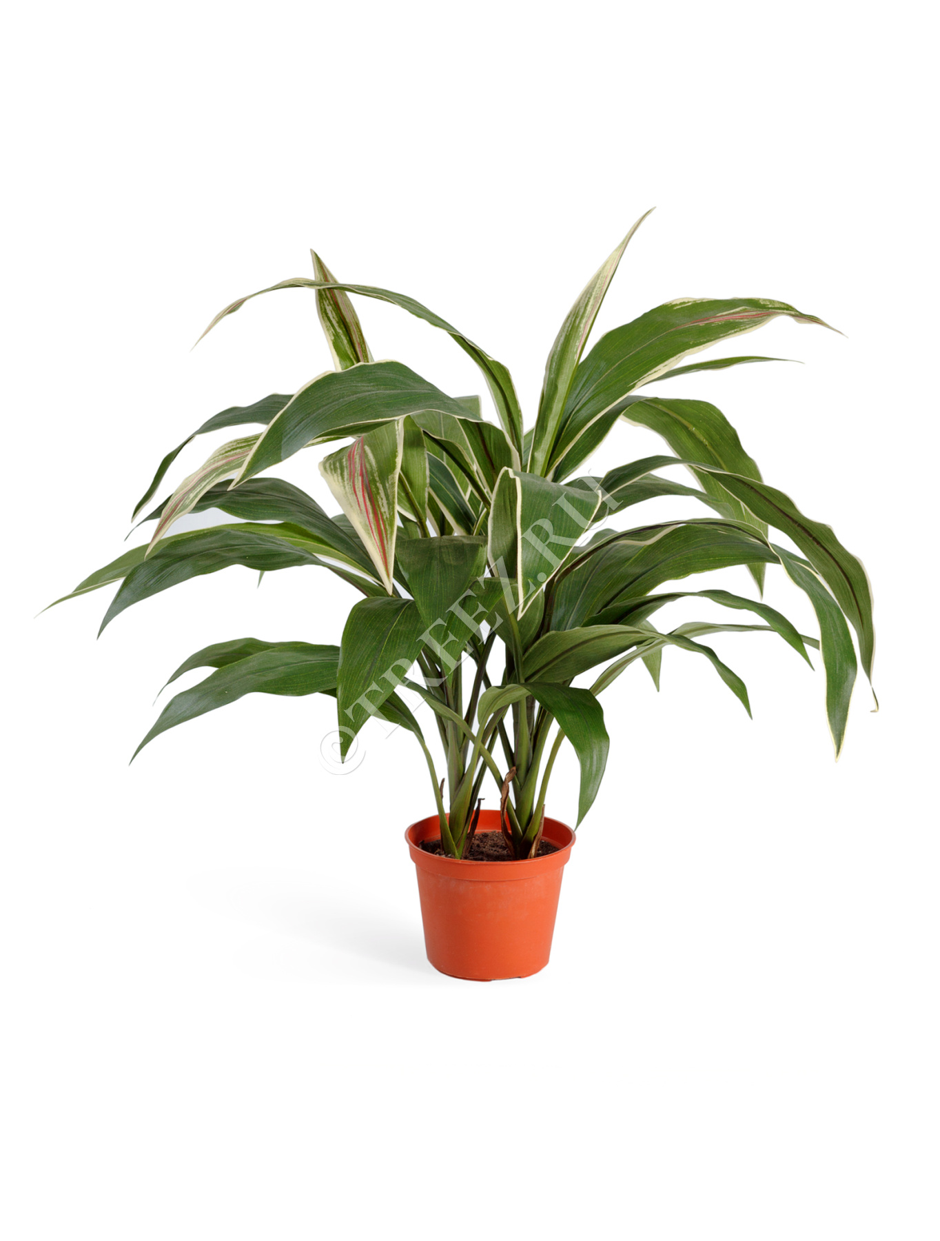 Кордилина зелёно-бело-розовая куст в горшке в-50 см 8/8