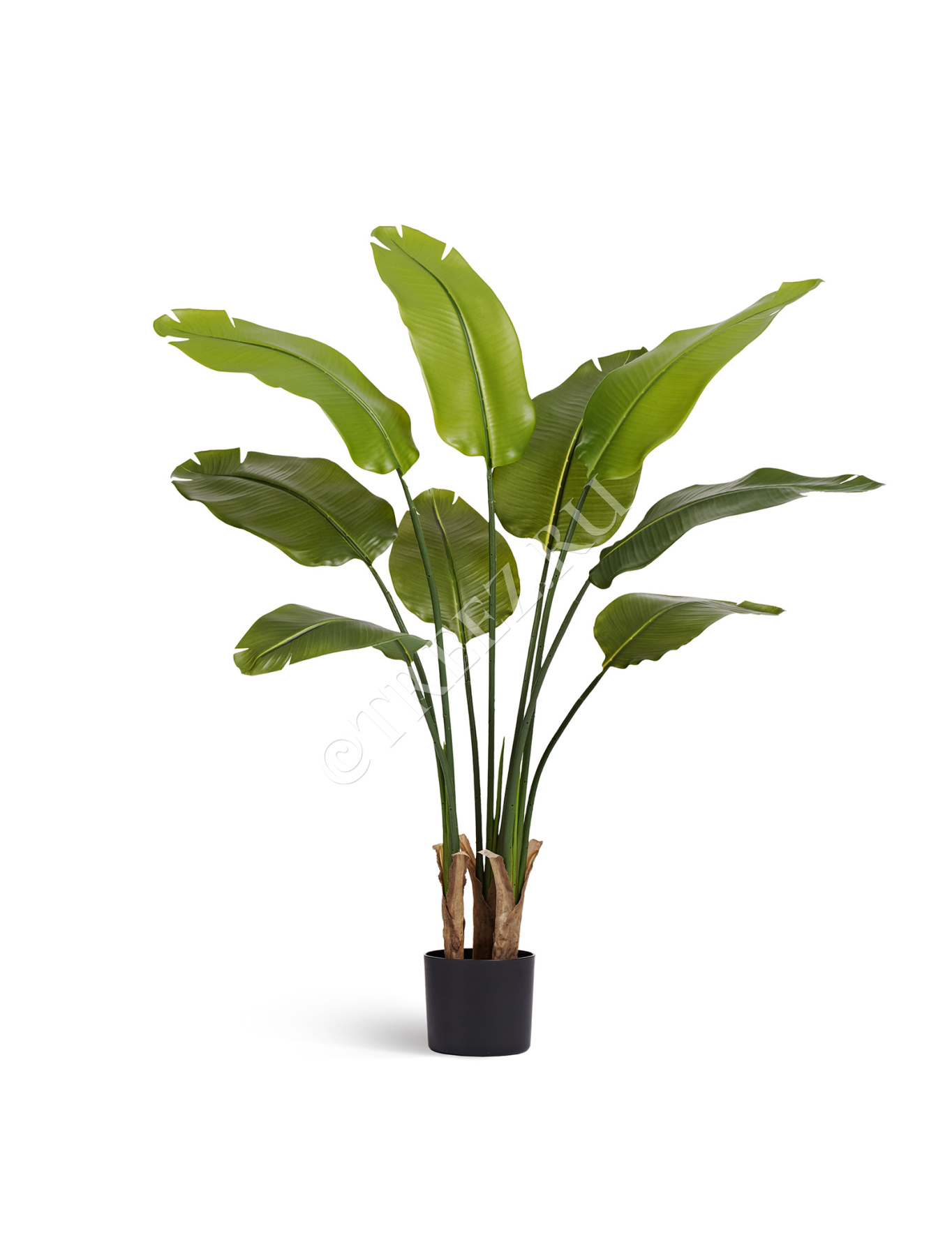 Стрелиция New Style зелёная в-110 см (9 листов) 4/4