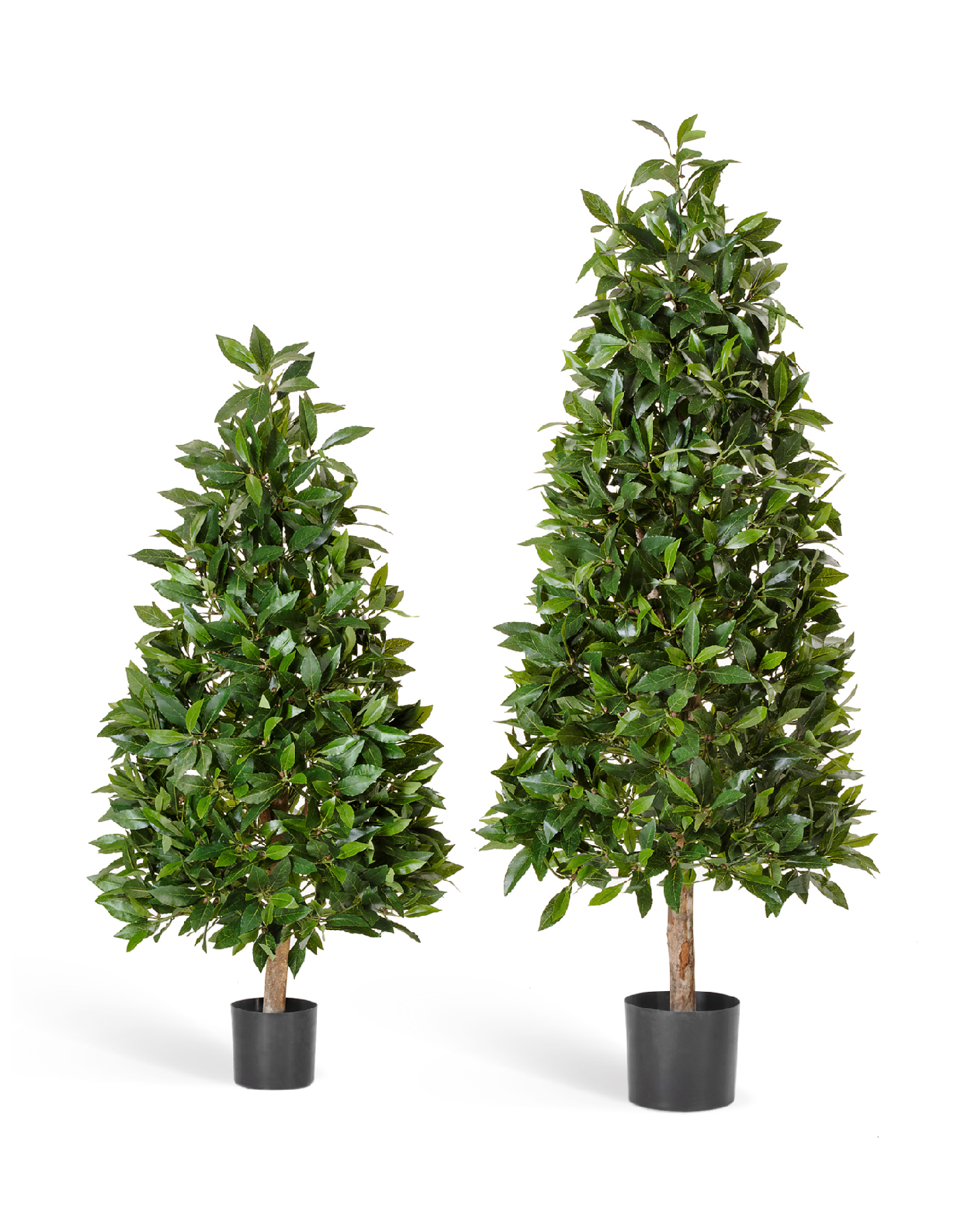 Лавр пирамида люкс 110 см 2/2