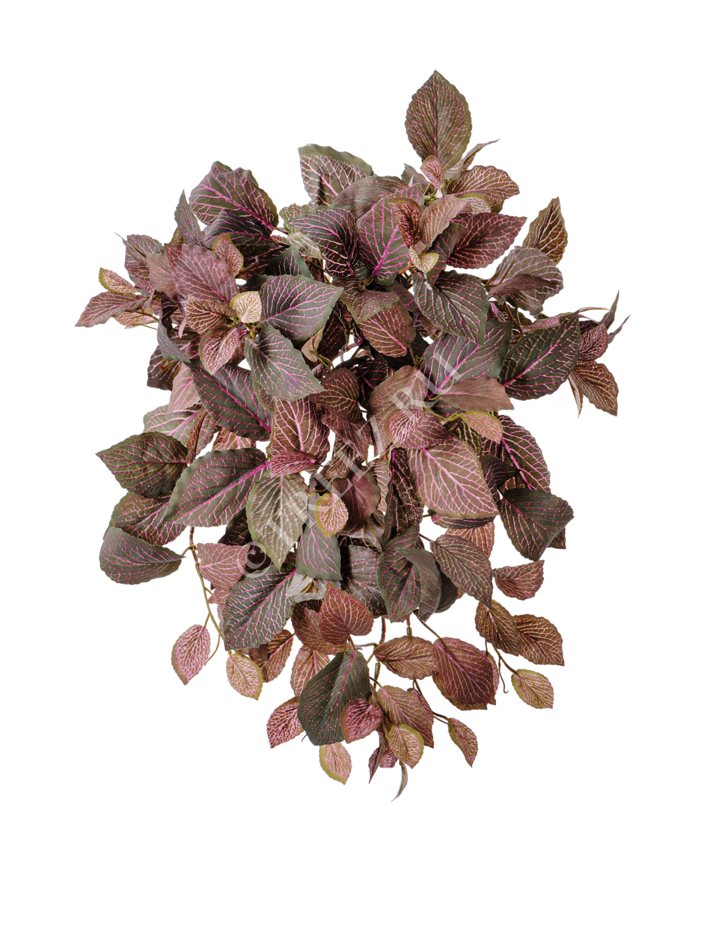 Фиттония Свит ампельная зелёно-розовая (174 листа) в-40 см 12/96