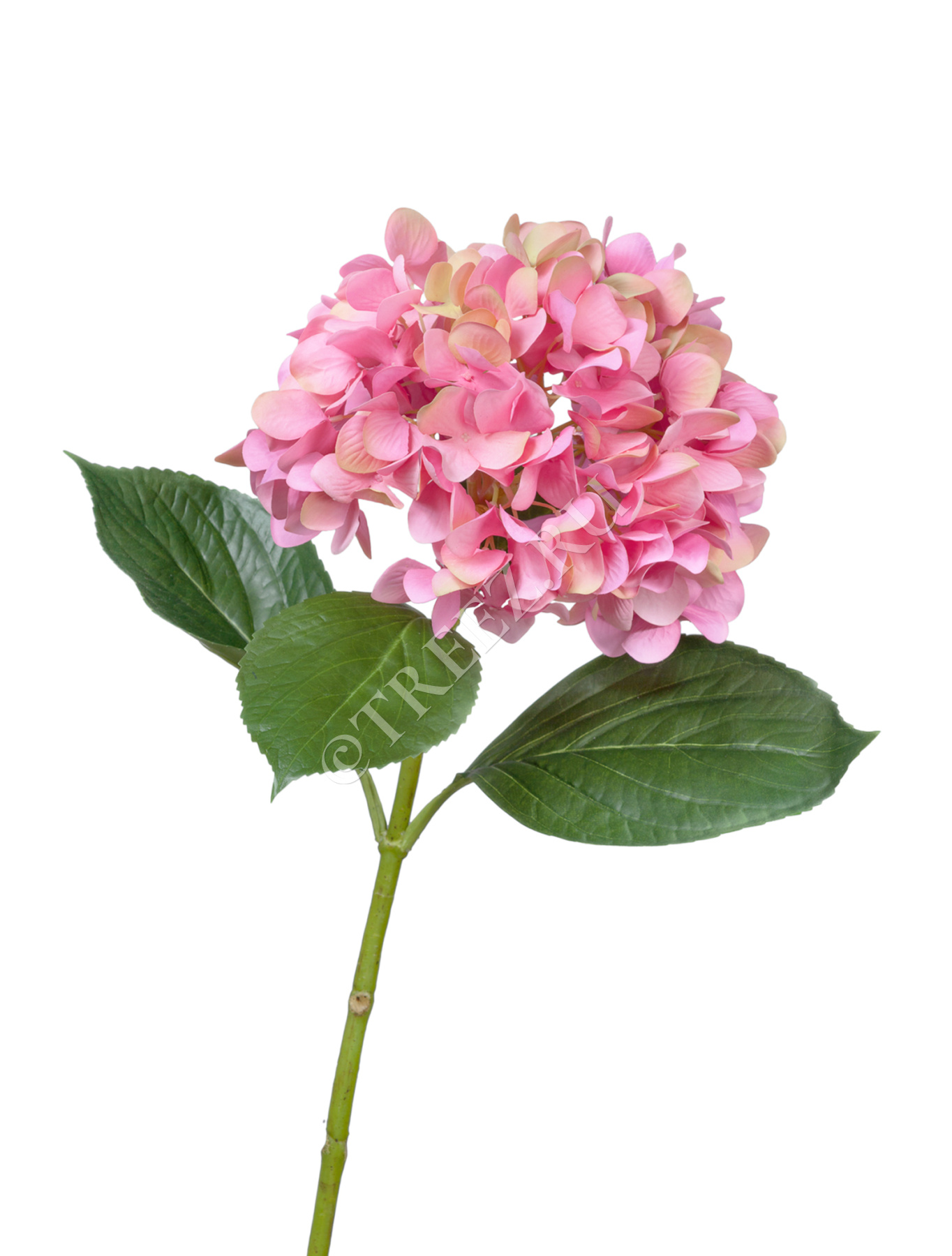 Гортензия "Grande Fiore" ярко-розовая в-70, д-21 см 6/36