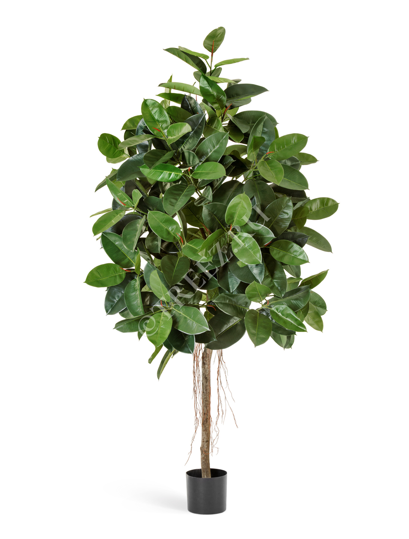 Фикус Эластика 180 см 2/2