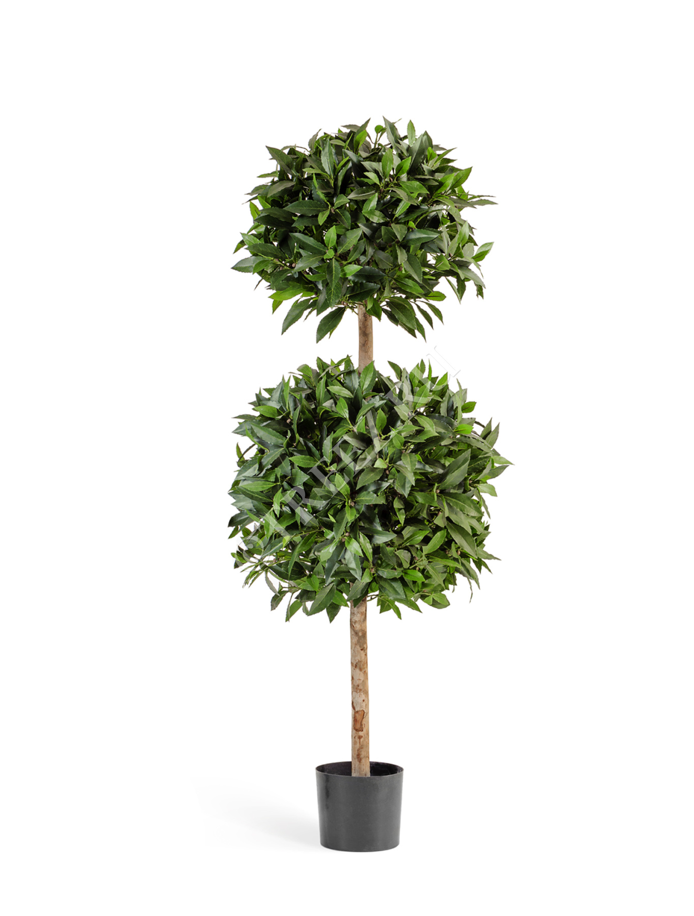 Лавр шар двойной де люкс в-125 см 2/2