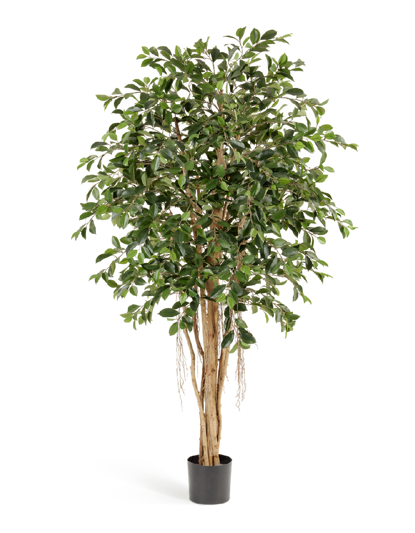 Фикус Ретуса 150 см 2/2