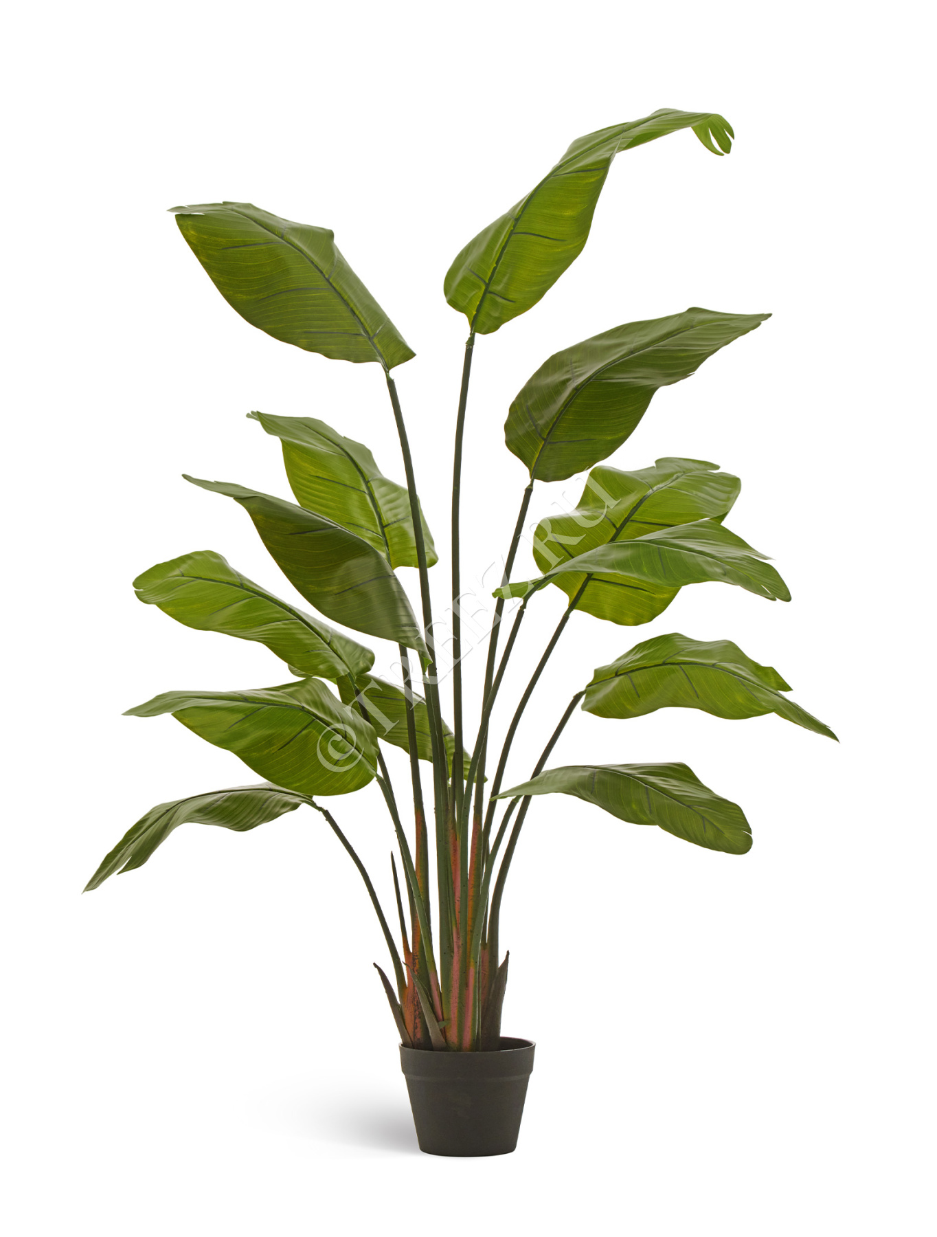 Стрелиция Traveller зелёная в-150 см (13 листов) 1/1