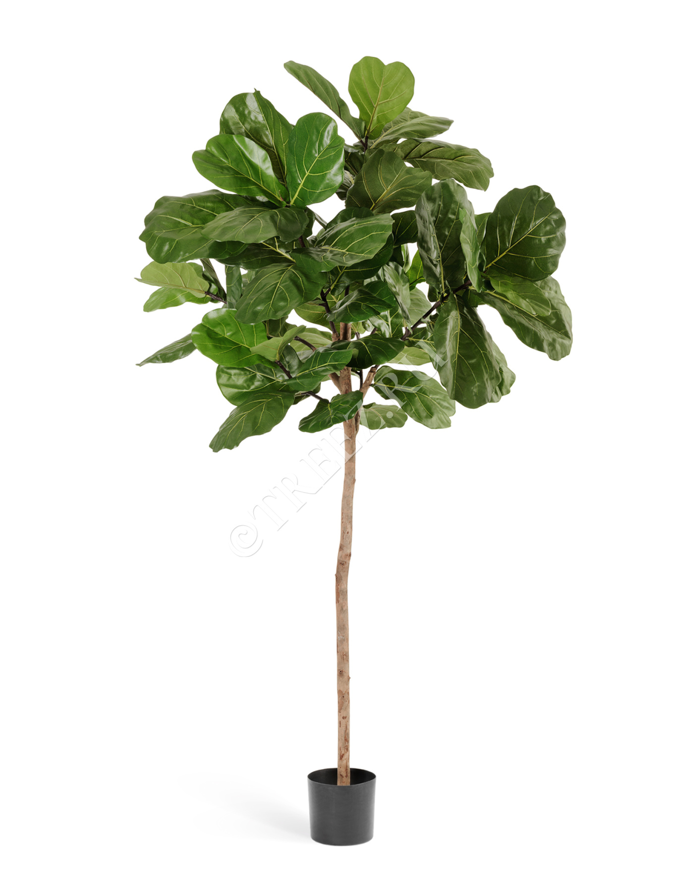 Фикус Лирата Style на штамбе в-220 см 2/2