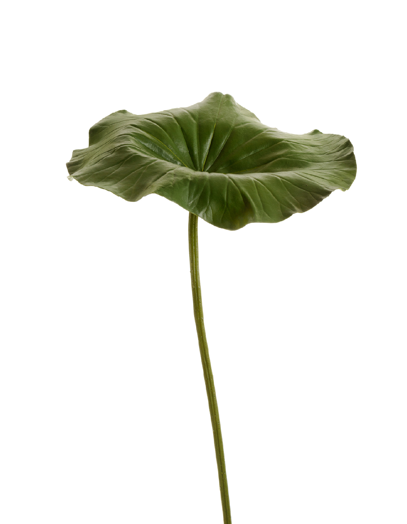 Дополнительные фото 1