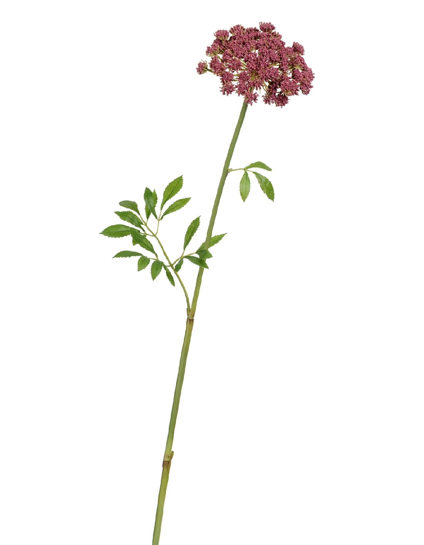 Анна Королевская светло-бордовая в-62 см, д-11 см 12/120