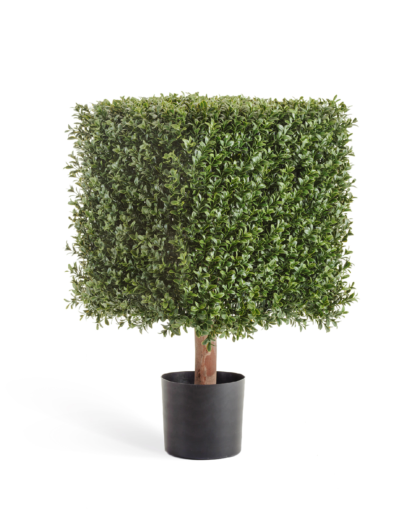 Самшит квадрат уличный новый на каркасе в-72 см, 48х48 см 1/1