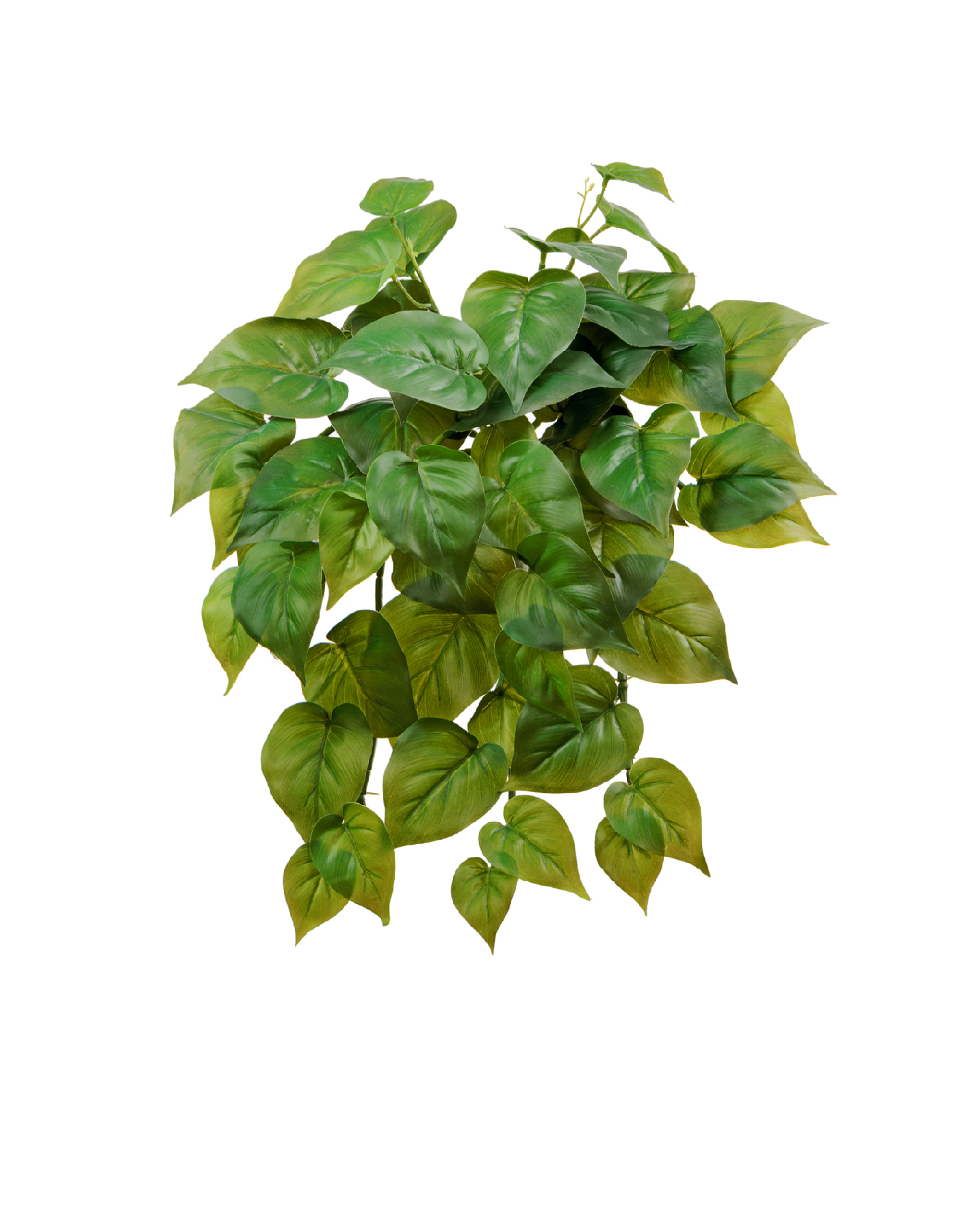 Филодендрон крупнолистный ампельный малый 35 см (Sensitive Botanic) (54 листа) 12/60