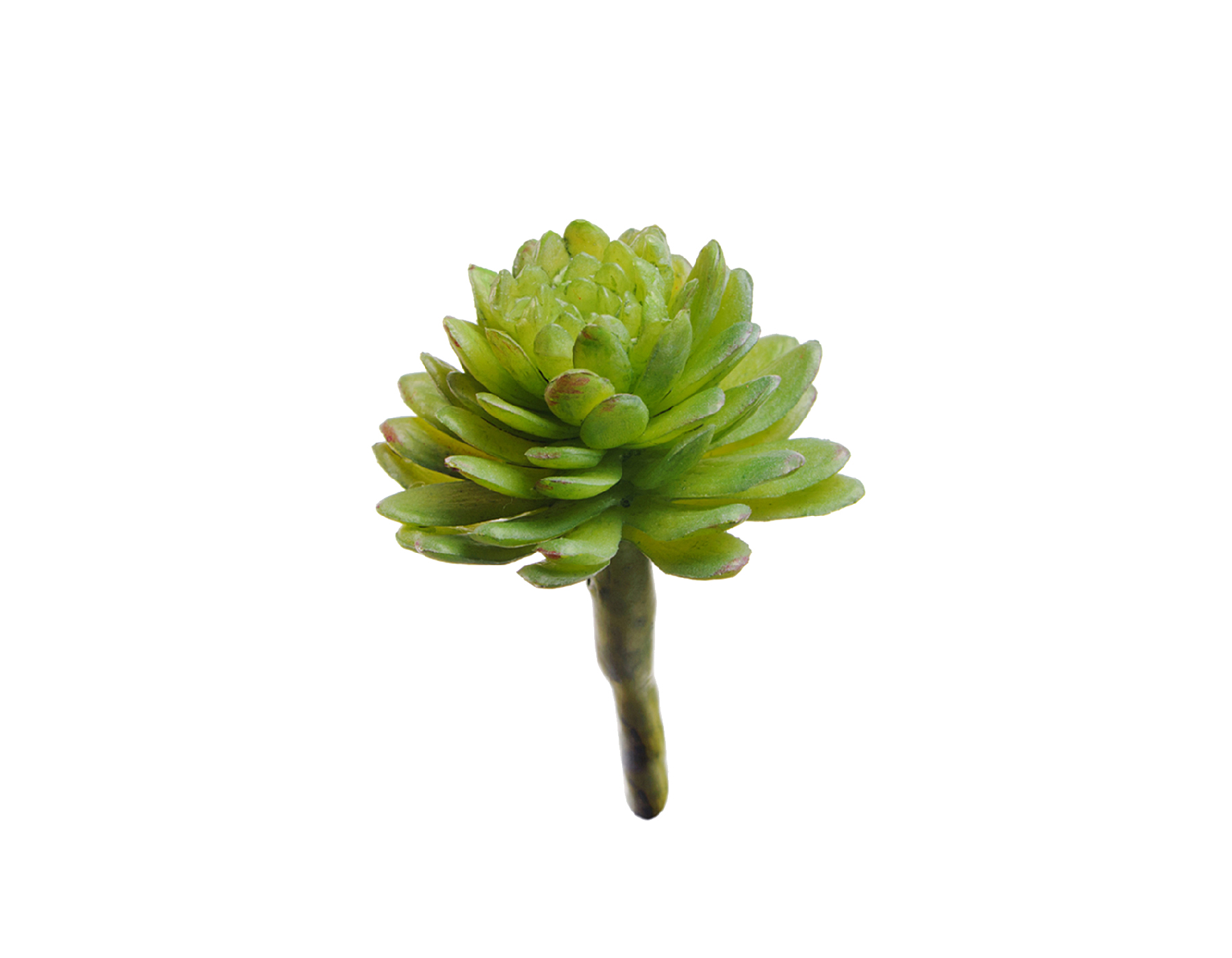 Мини-суккулент Эхеверия Даренберга в-2,5, д-3,5 см 60/720