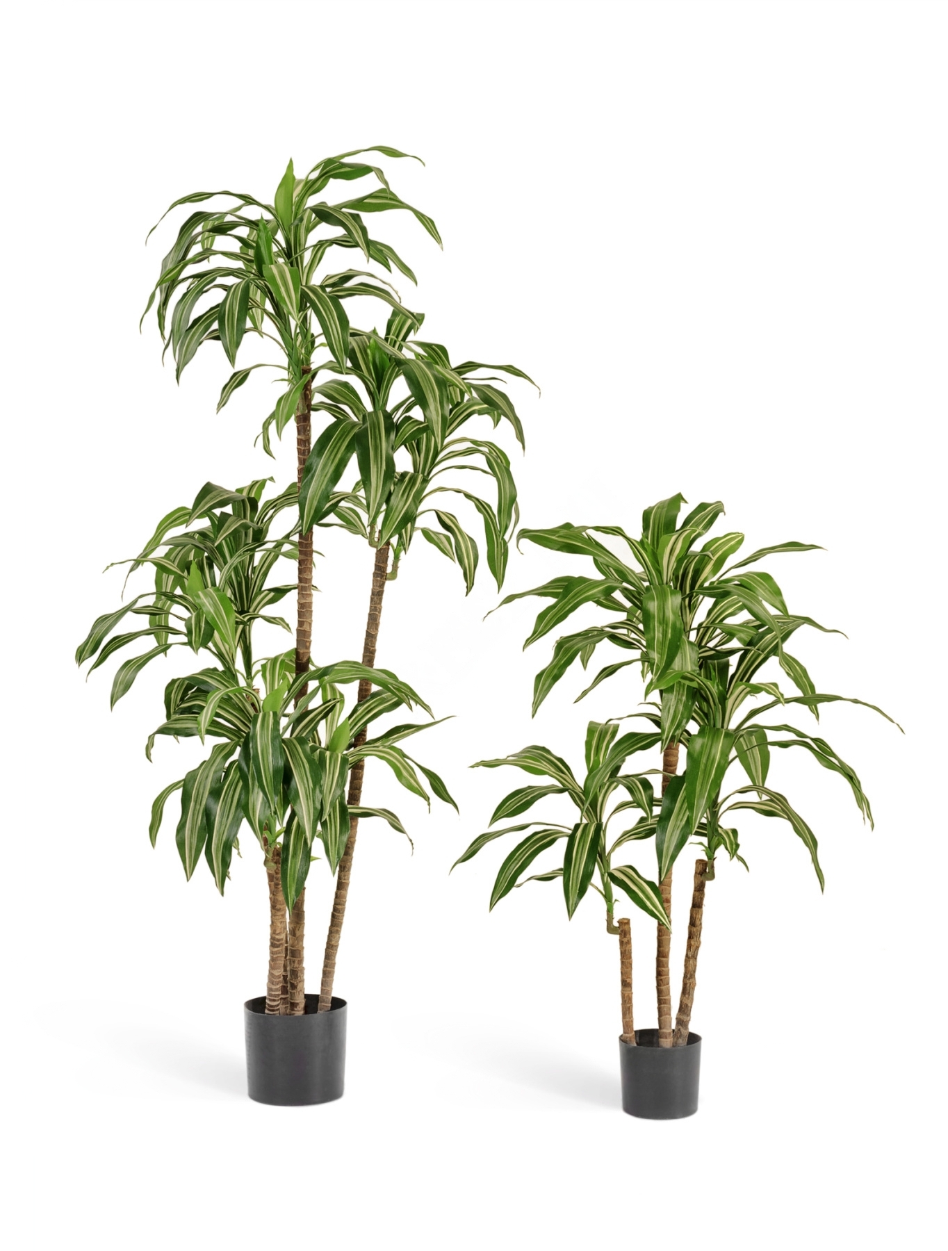 Драцена Джанет Крейг бело-зелёная 150 см 4 ствола 2/2