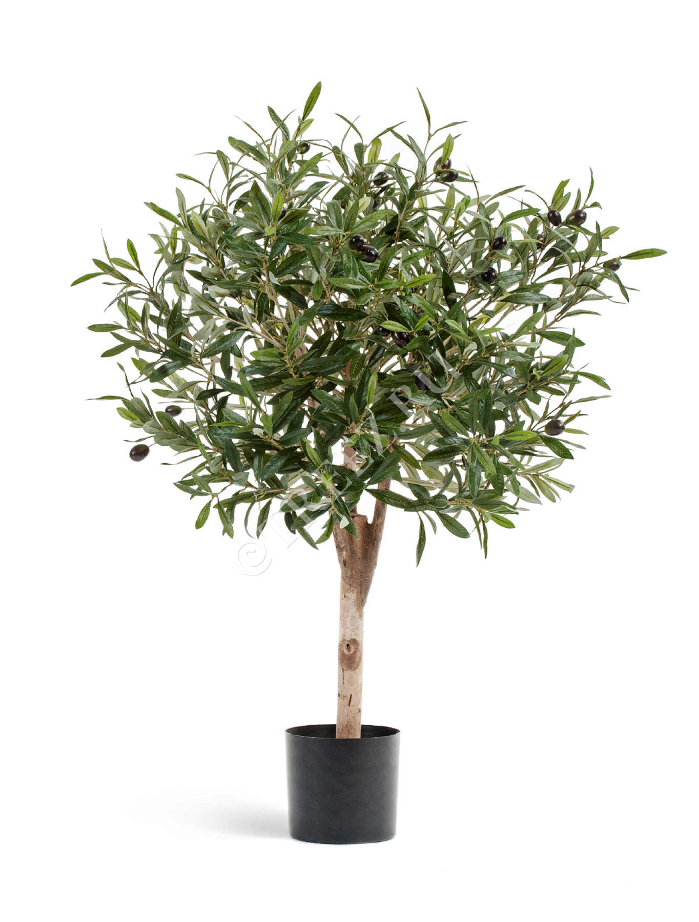 Олива Джи Шар с плодами в-75, д-50 см 2/2