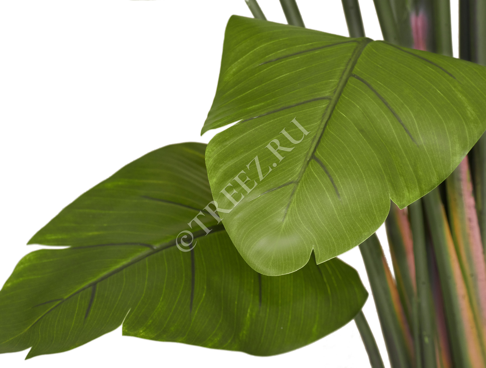 Дополнительные фото 2