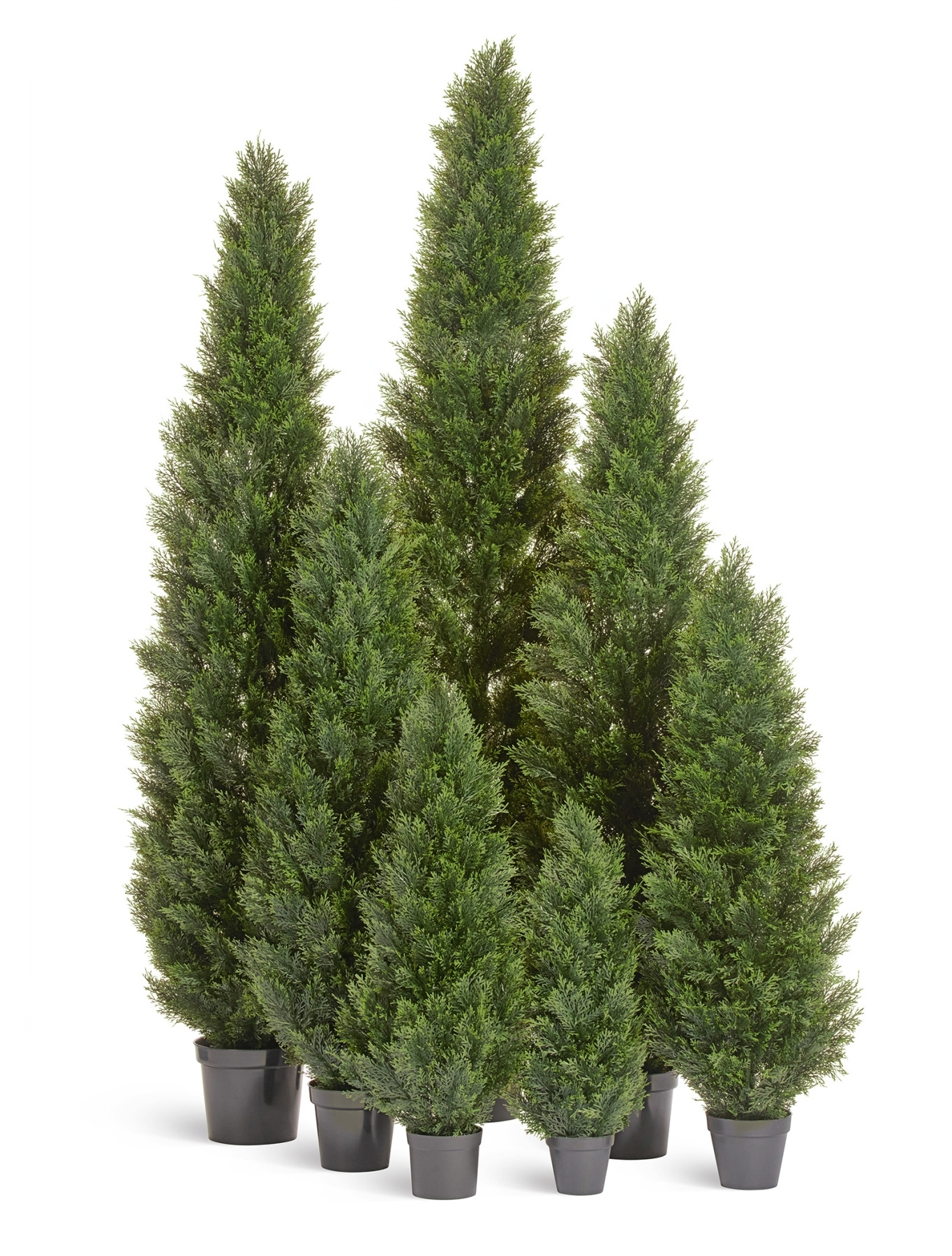 Туя уличная Брабант пушистая в-210 см 1/1