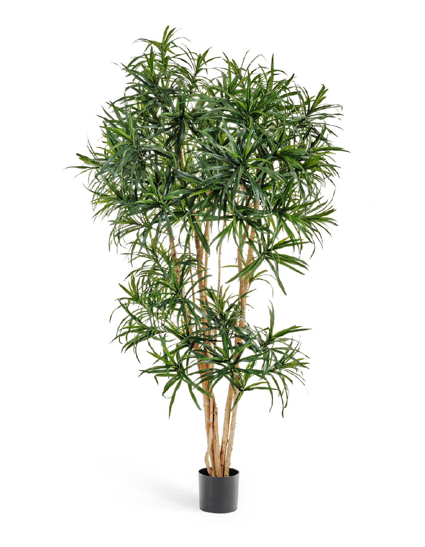 Драцена Анита Рефлекса 150 см 2/2