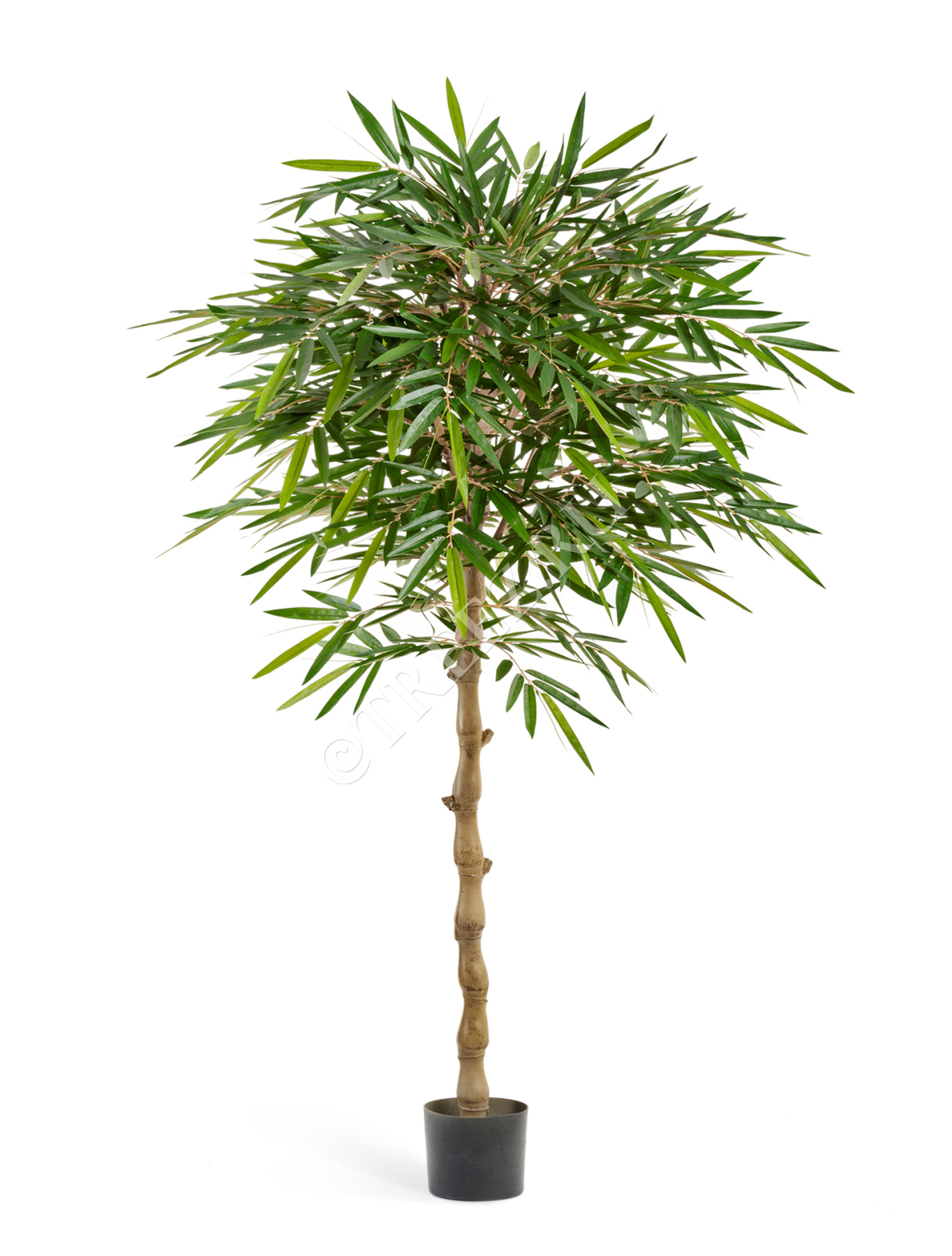 Бамбук Новый зонтичный 180 см 2/2