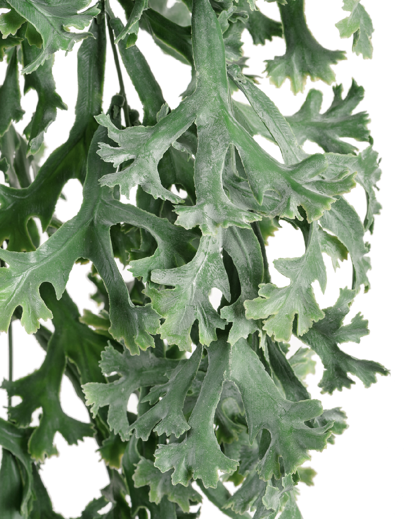 Дополнительные фото 1