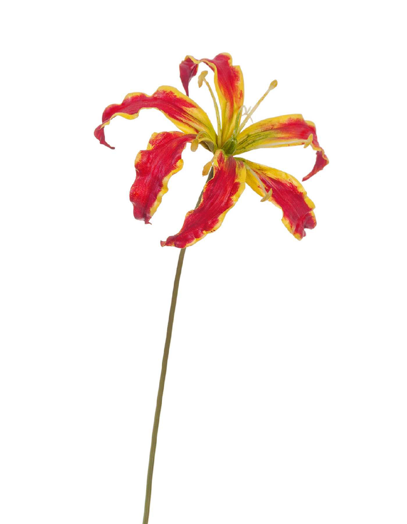 Глориоза алая с жёлтым д-14 см, в-28 см 6/72