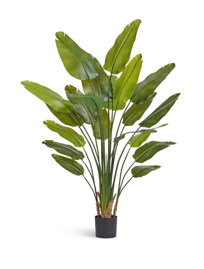 Стрелиция New Style зелёная в-180 см (20 листов) 2/2