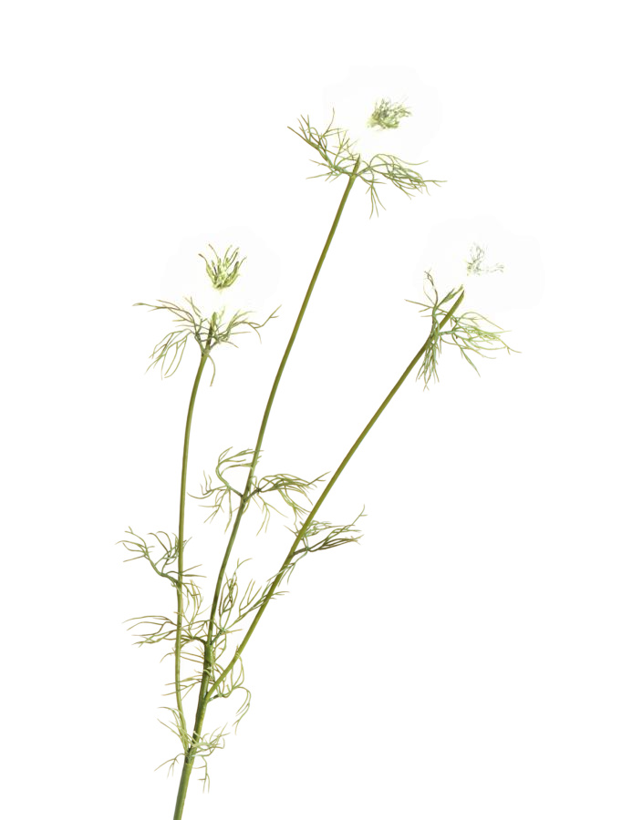 Нигелла белая в-59 см, 3цв д-4,5 см 24/192