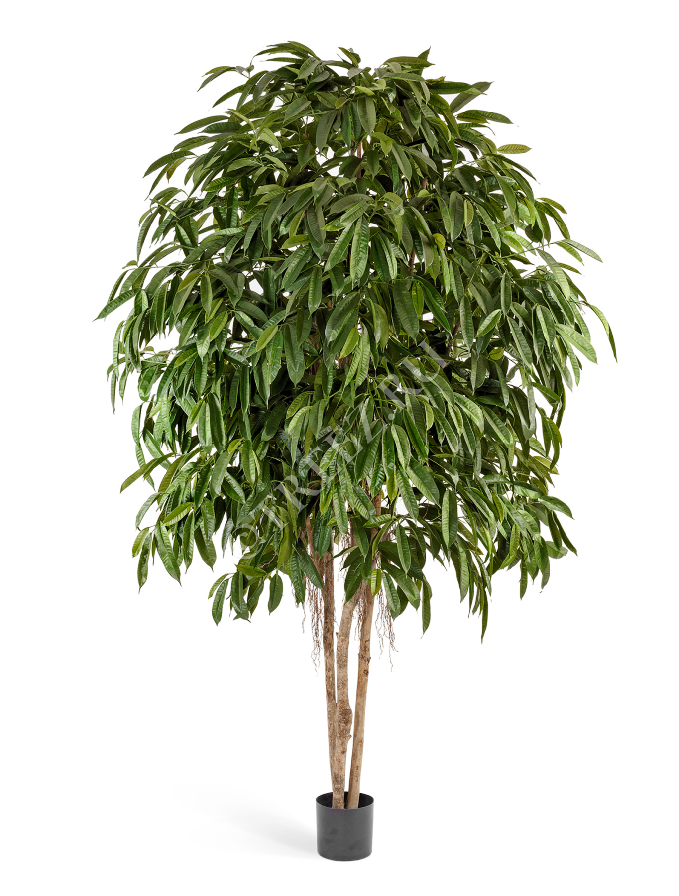 Лонгифолия многоствольная широколистная 270 см 2/2