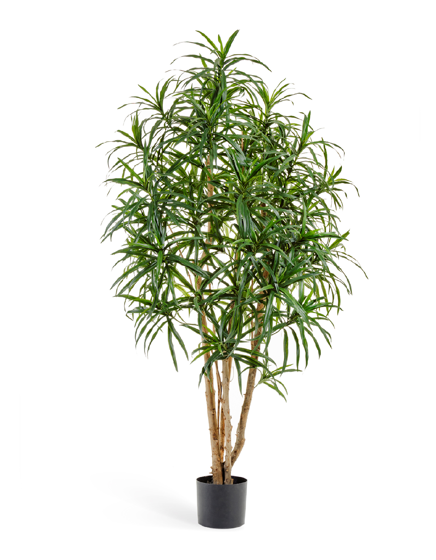 Драцена Анита 150 см 2/2