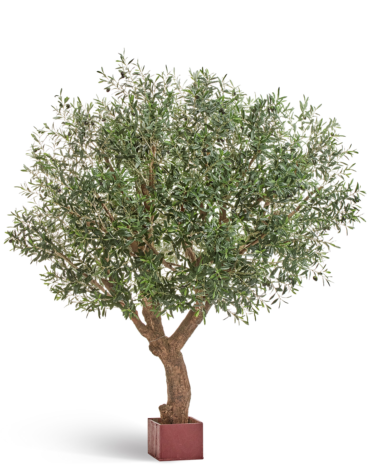 Олива Олден на толстом стволе в-210 см (сборная) 1/1