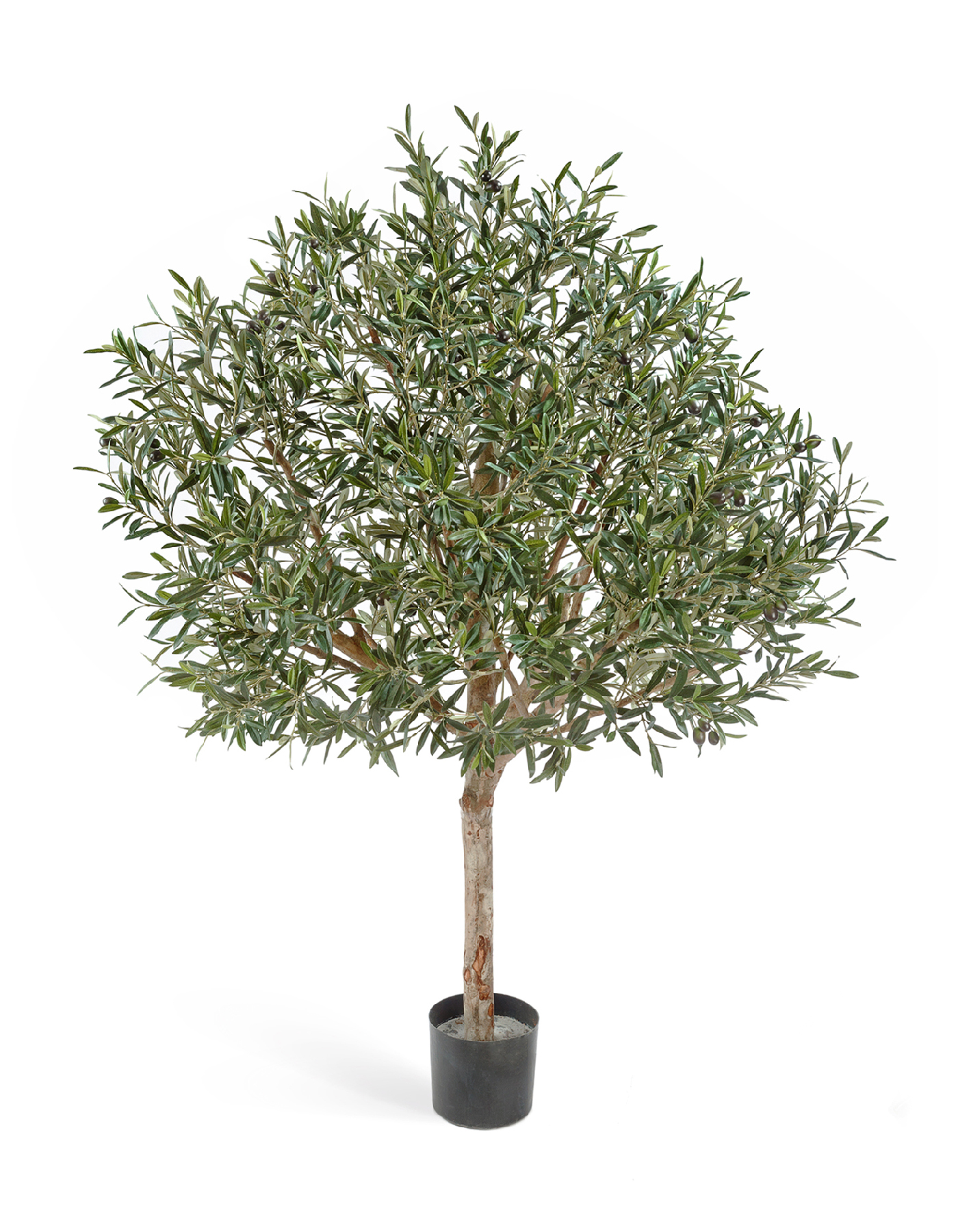 ЗЗЗОлива натур. топиари с плодами 170 см (сборная) 2/2