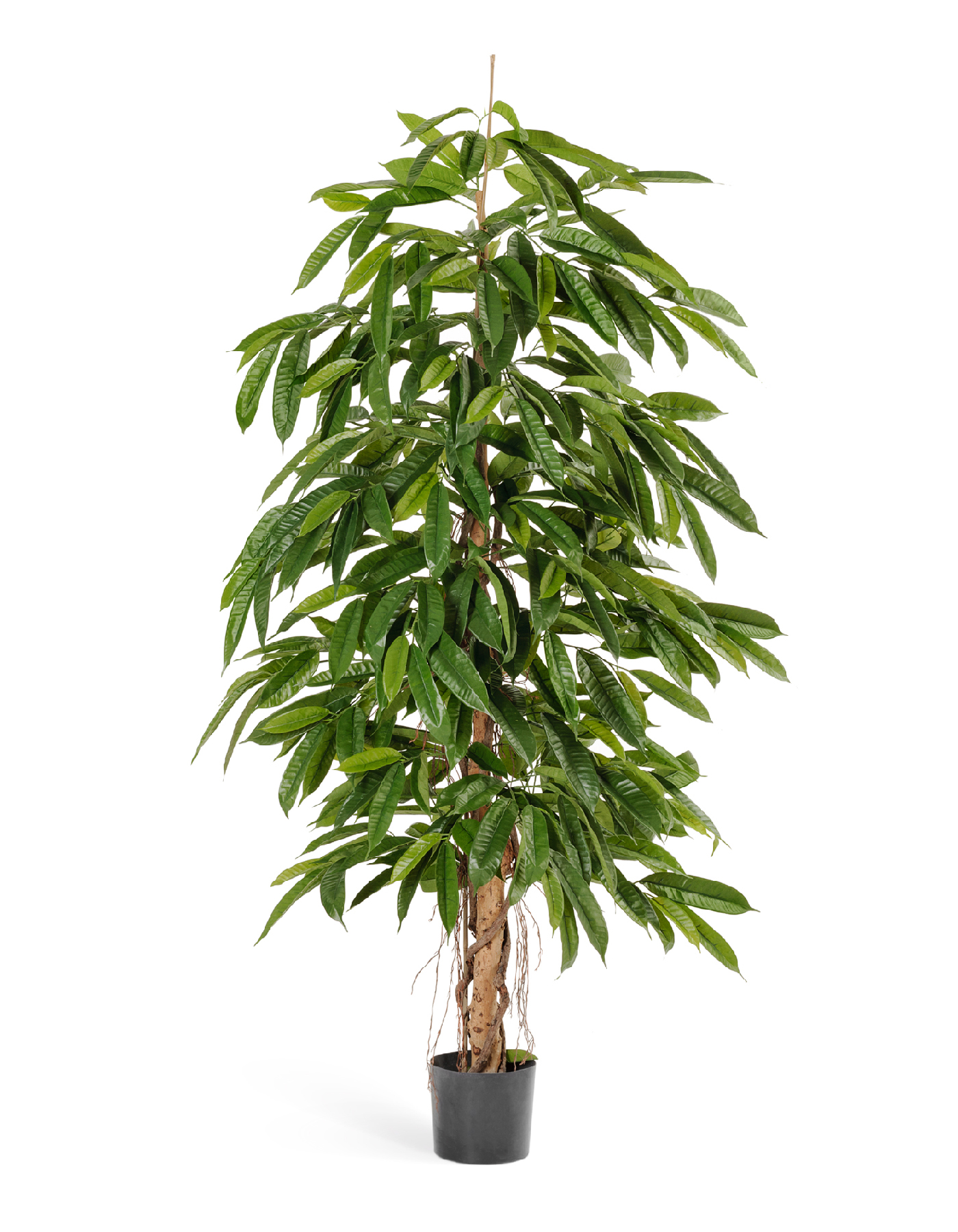 Лонгифолия широколистная 150 см 2/2