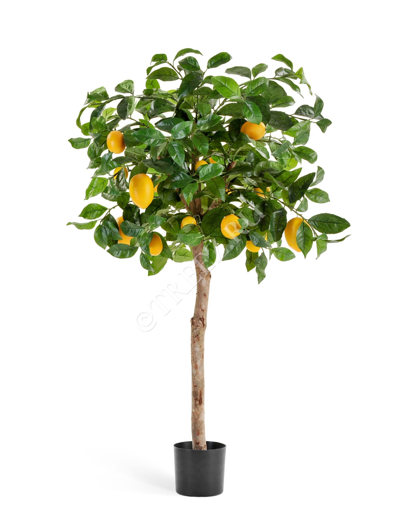 Лимонное дерево с плодами на штамбе в-110 см д-50 см 2/2