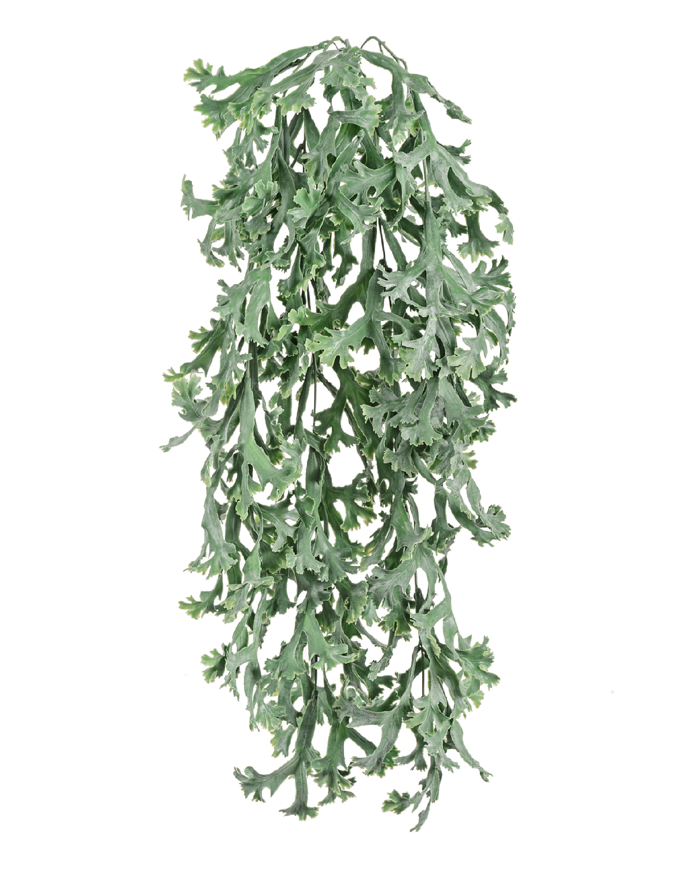 Стегхорн Хилии (Оленьи рога) куст ампельный в-67 см, ш-30 см 12/72