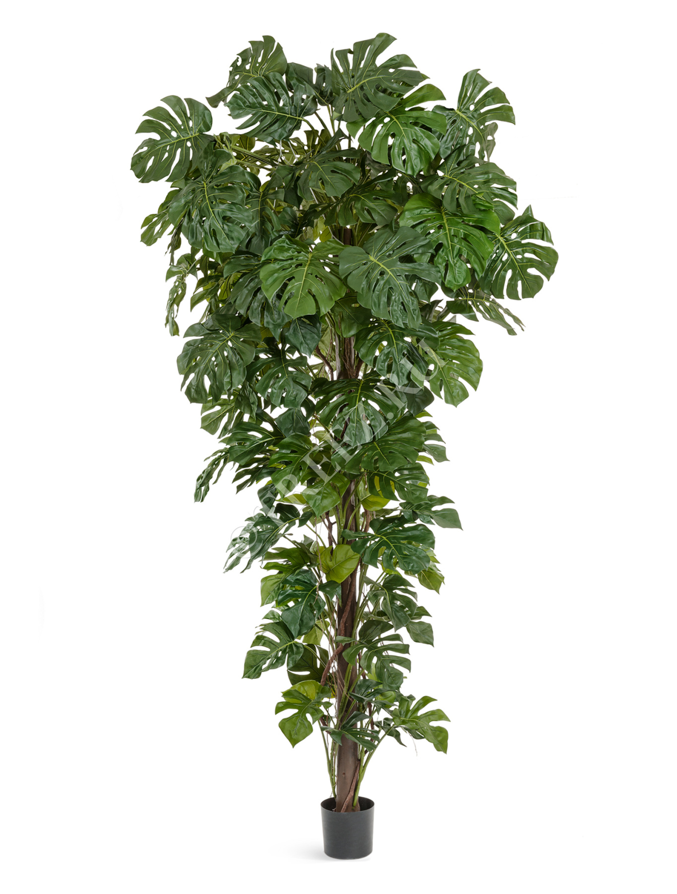 Монстера на стволе Гигантская в-290 см 1/1