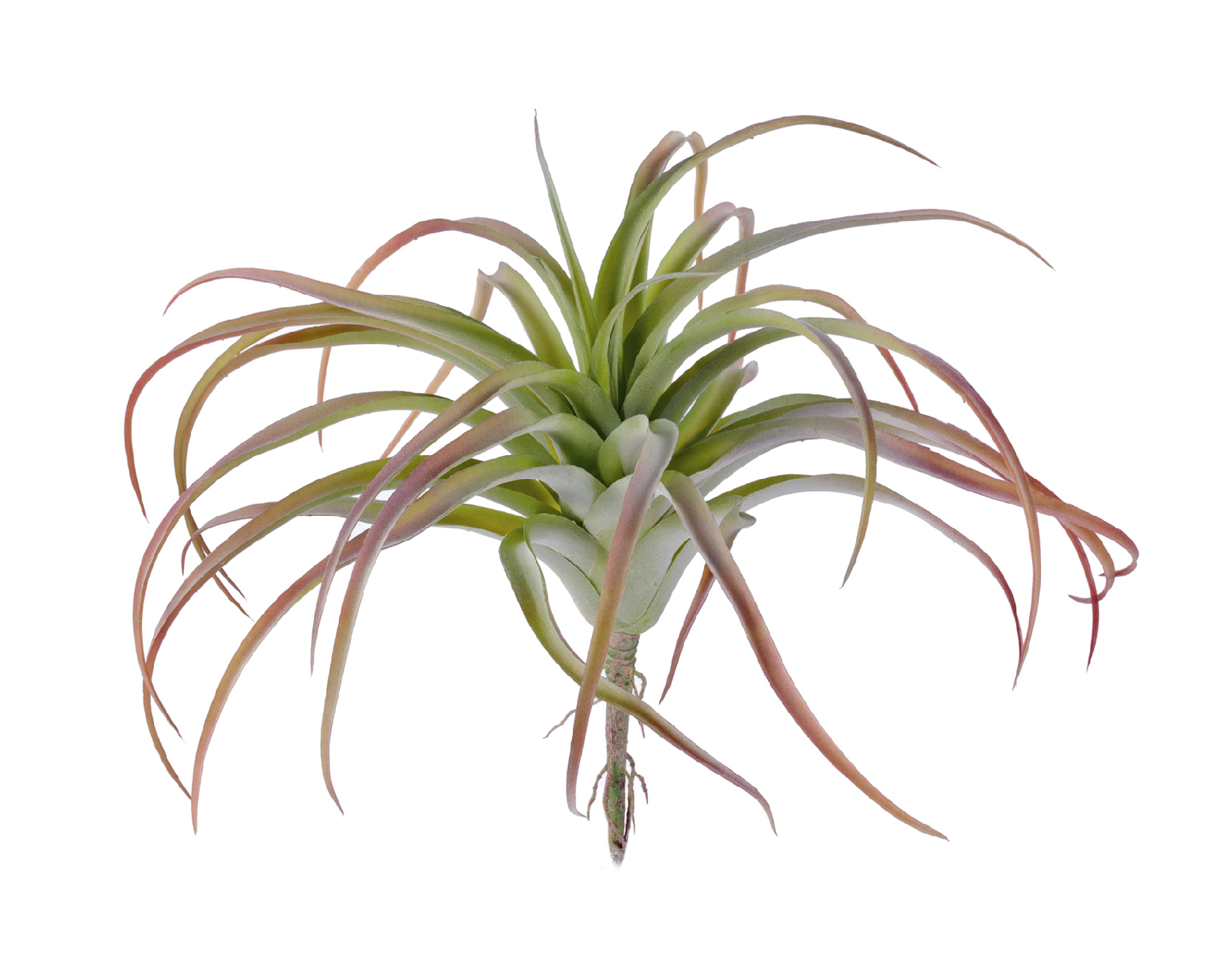 Тилландсия розетка св.зелёная с бордо припылённая в-12 см, д-25 см 6/36