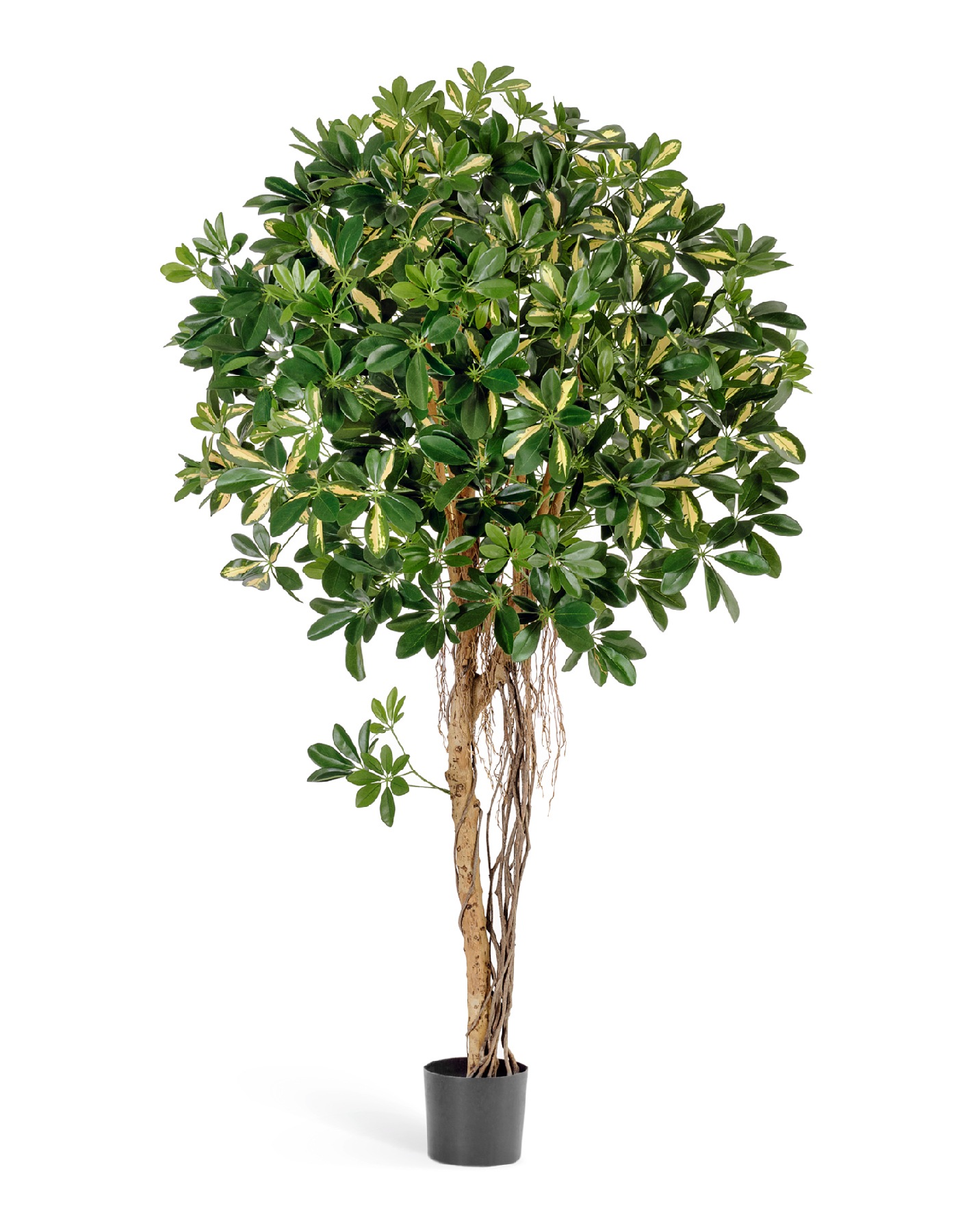 Шеффлера зонтичная пёстрая 110 см 2/2