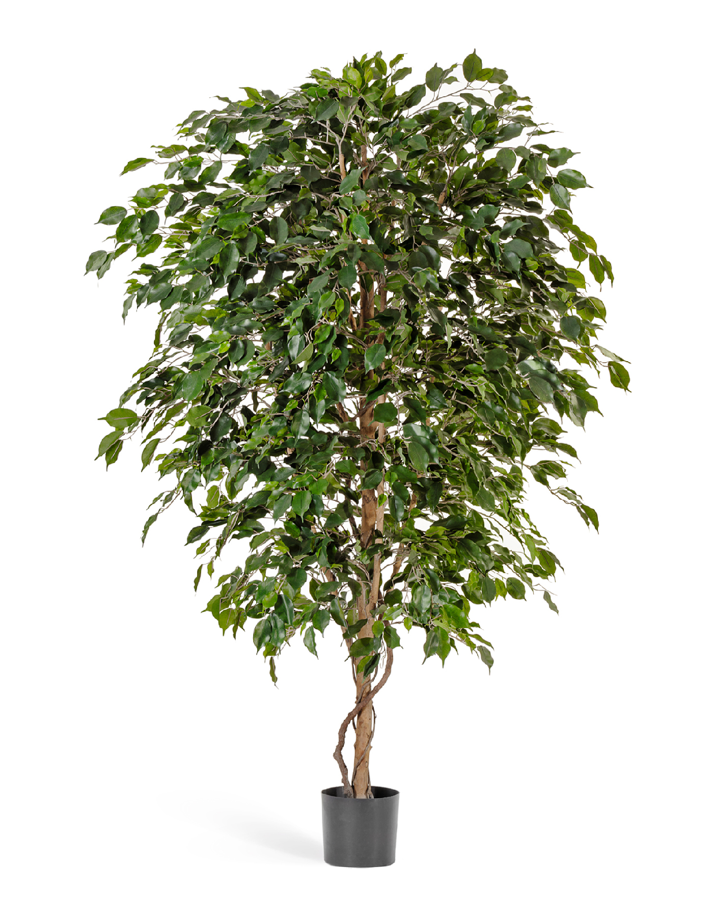 Фикус Бенджамина Де Люкс 150 см 2/2