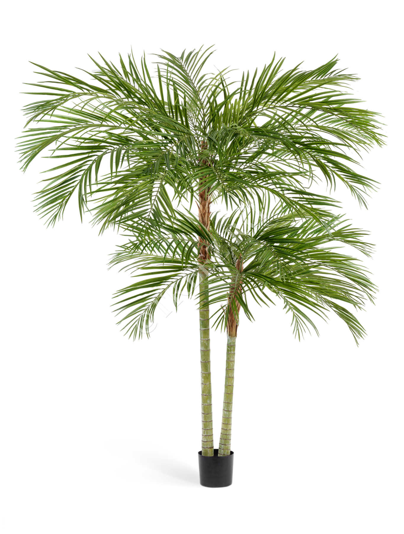 Пальма Арека двухствольная 210/230 см 1/1
