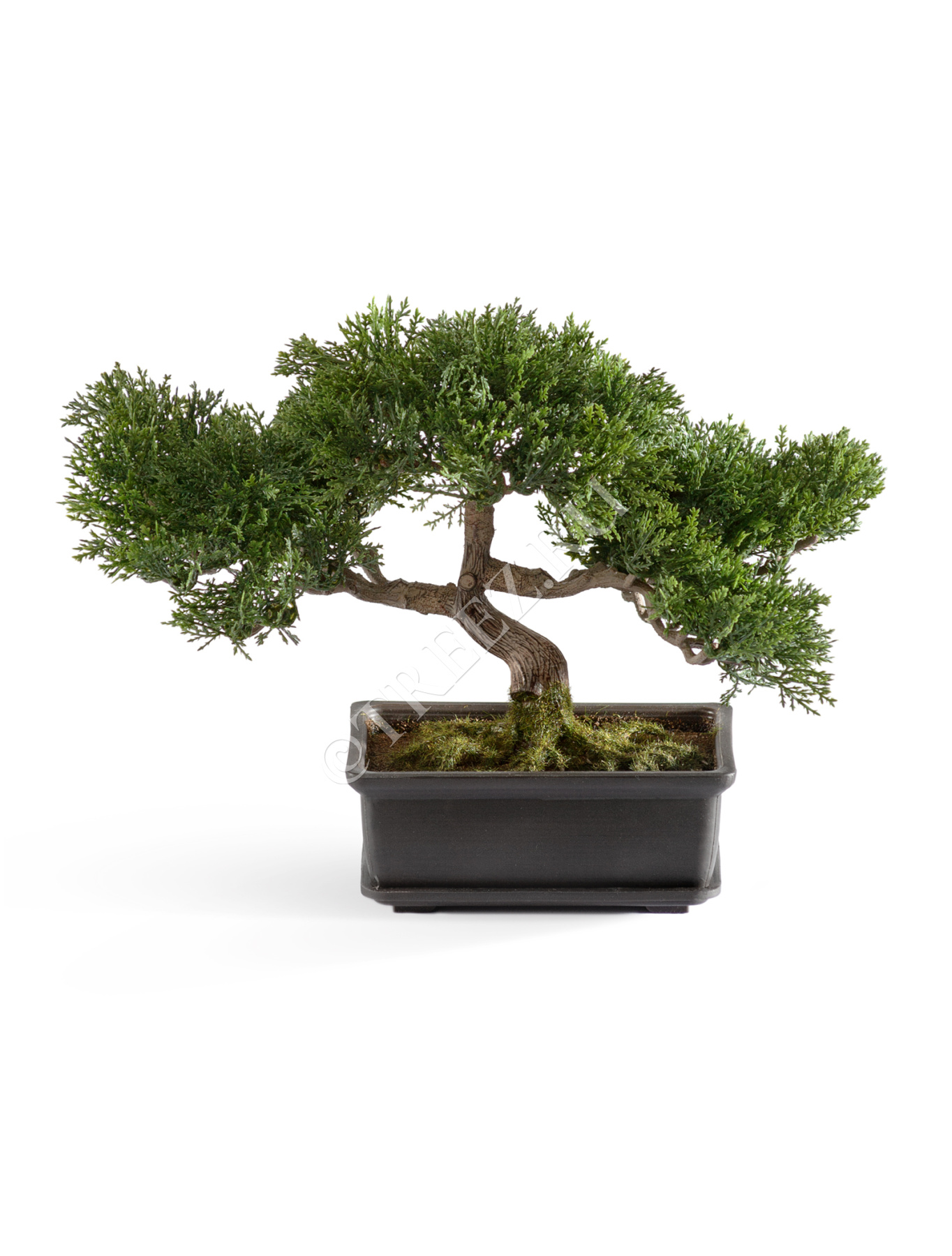 Бонсай Сосна-мини в кашпо в-22 см 6/24