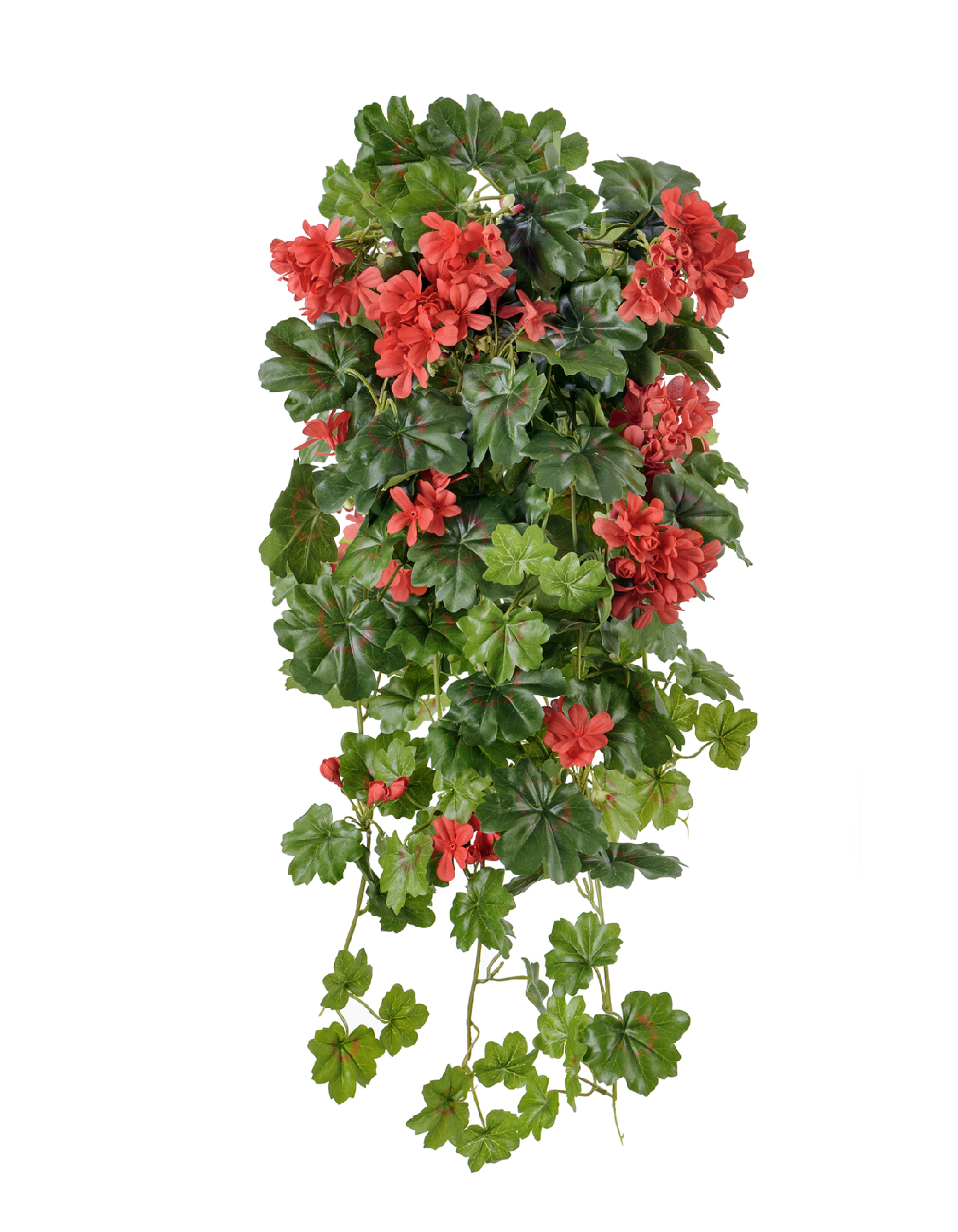 Герань ампельная красная 65 см 6/48