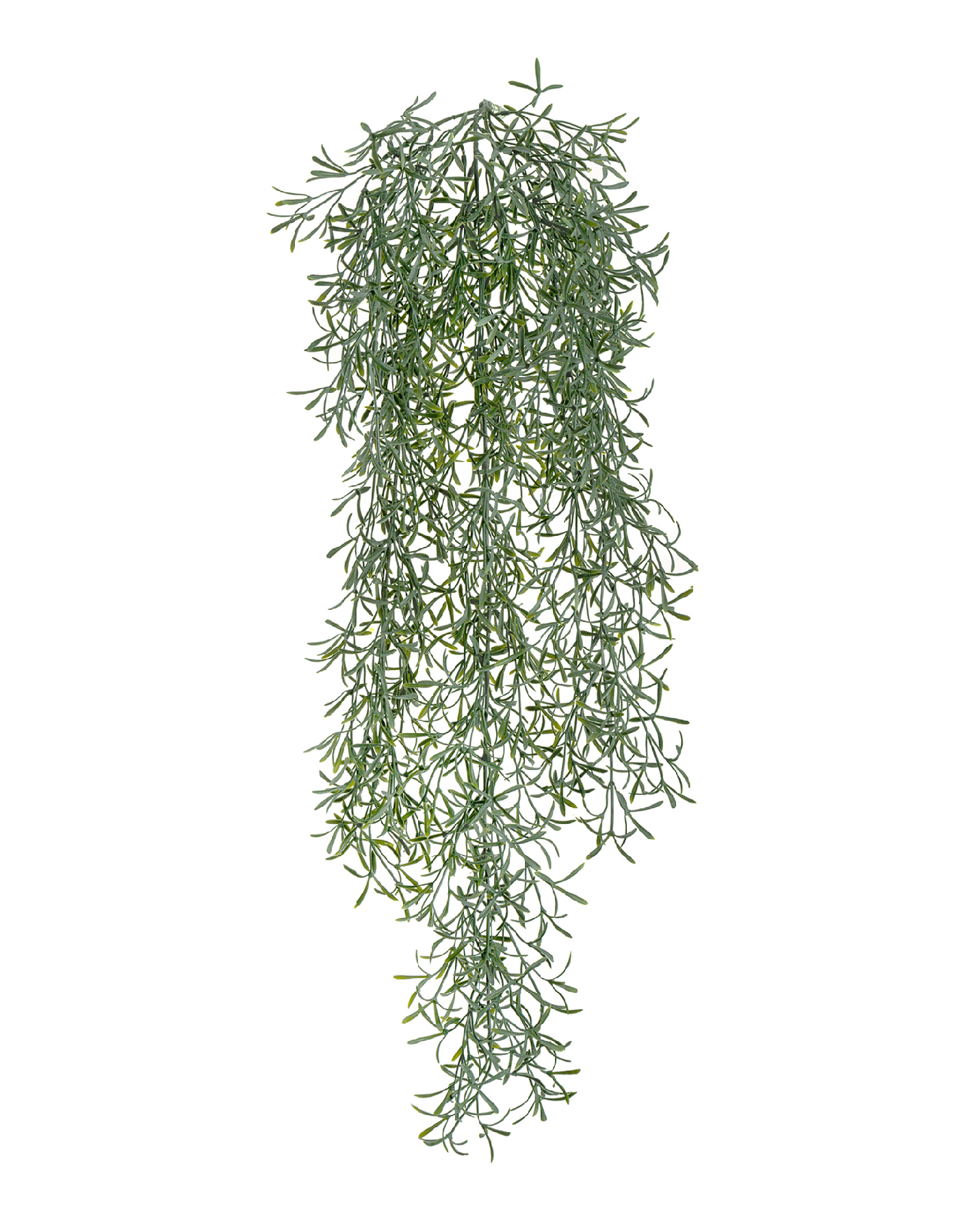 Аспарагус Шпренгера куст св. серый припылённый ампельный в-65 см (пластик) 12/120