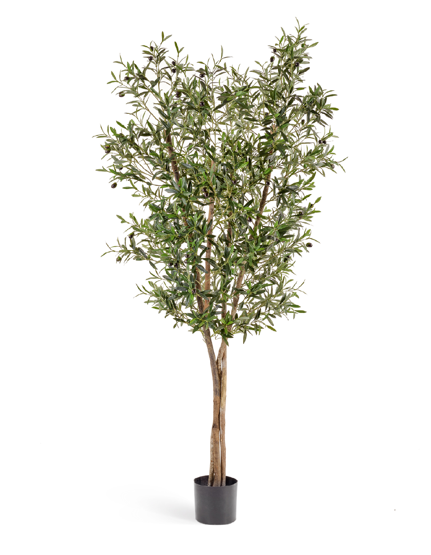 Олива Нэйчерел с плодами 120 см 2/2