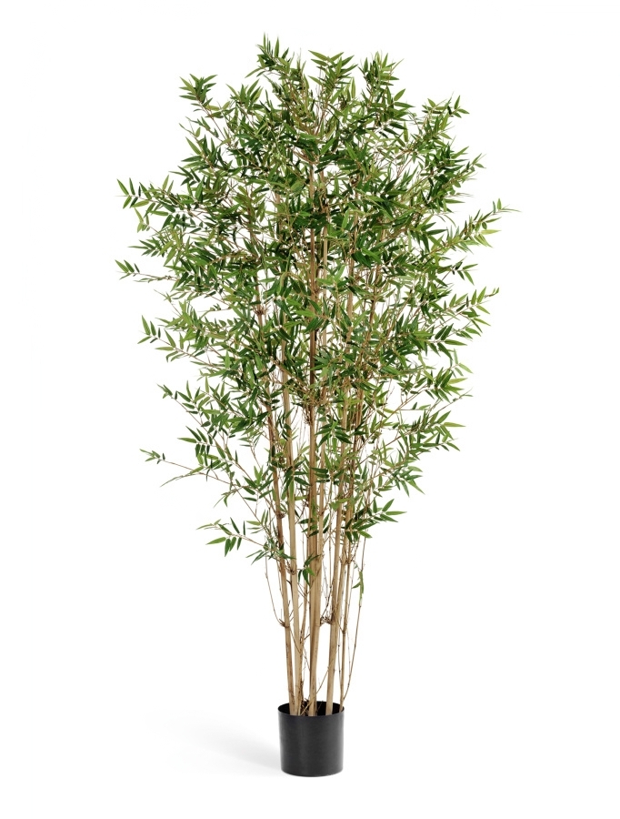 Бамбук Японский ориенталь в-90 см 2/8