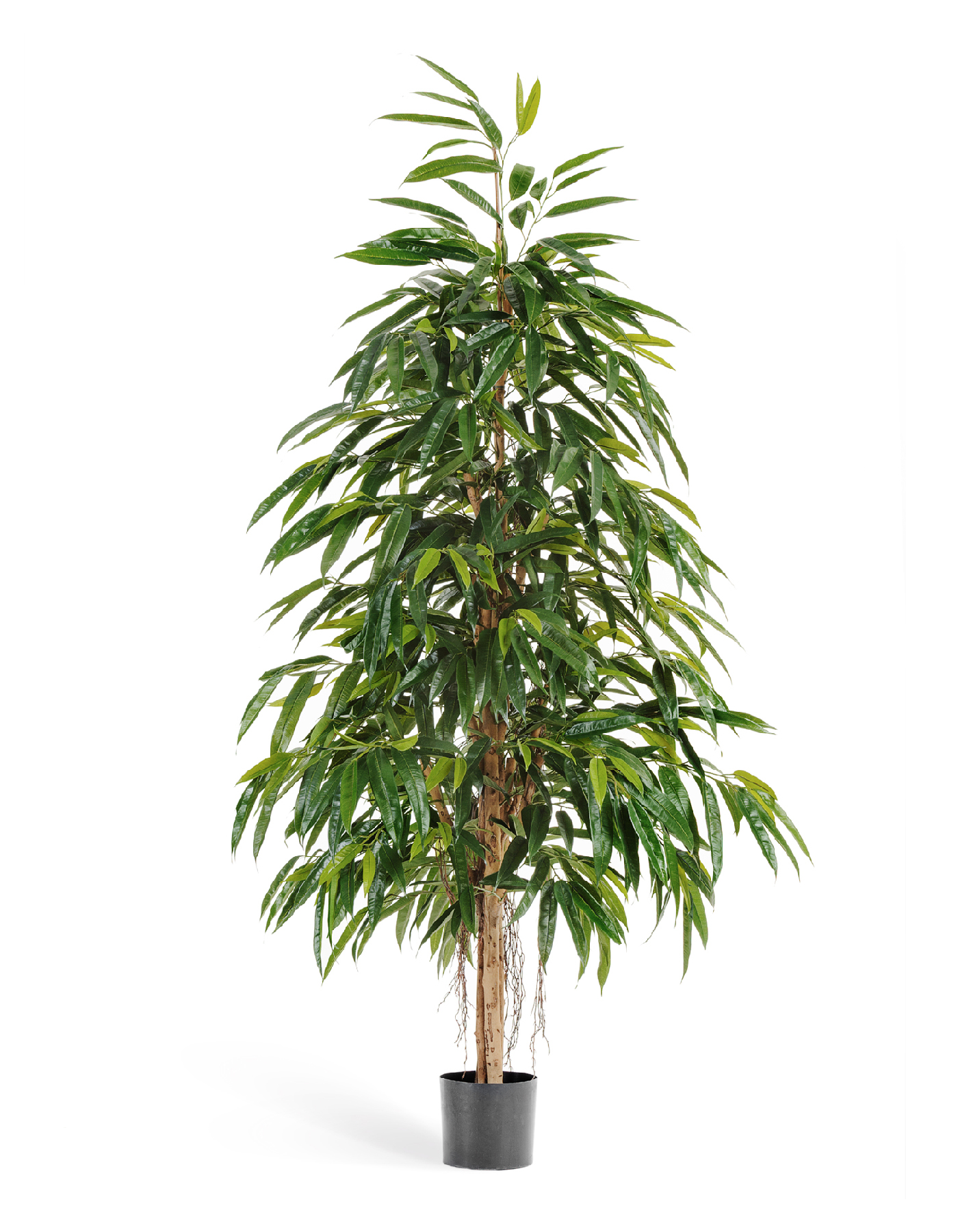 Лонгифолия Роял Нэйчерел 150 см 2/2