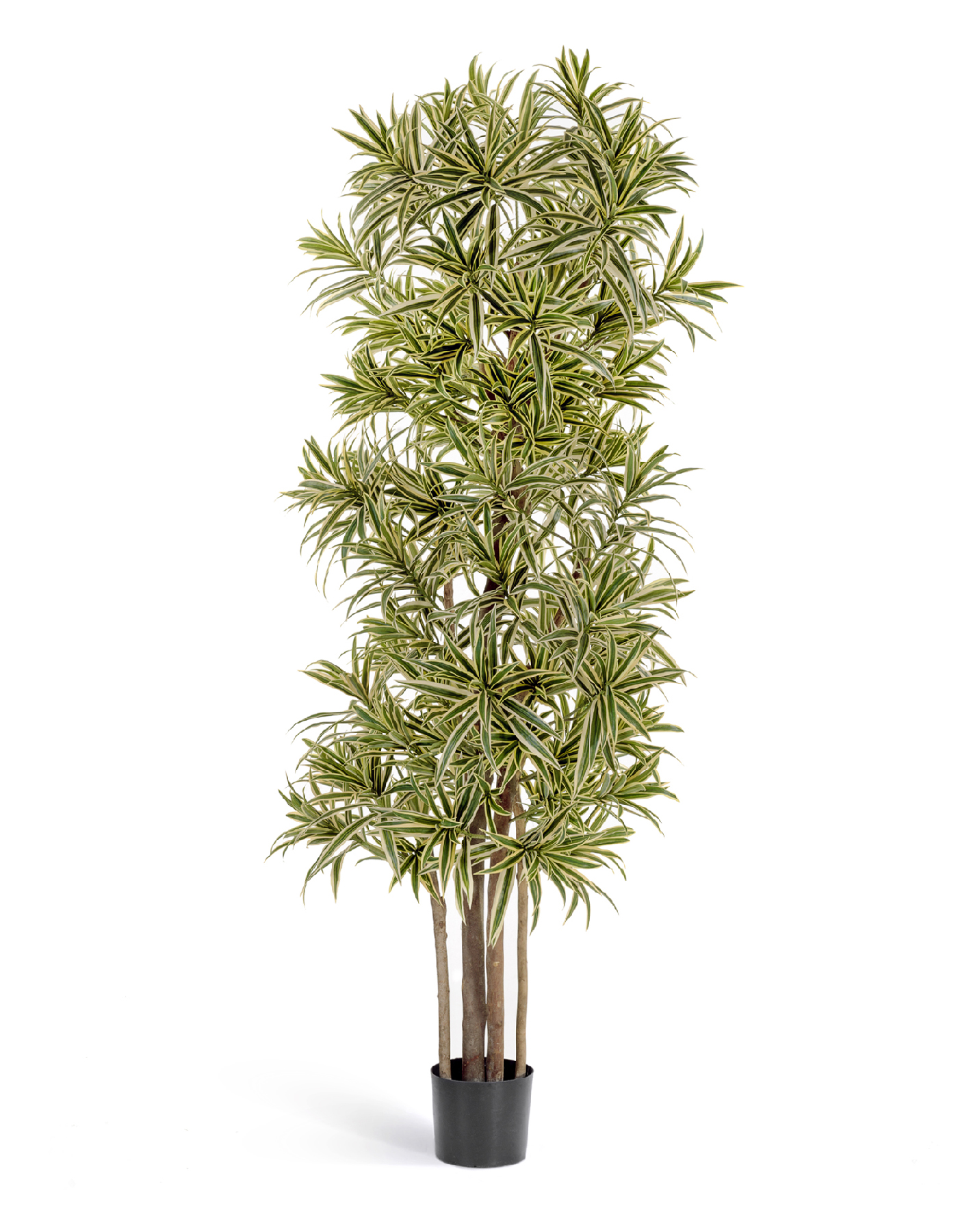 Драцена Рефлекса Золотая 120 см 2/2