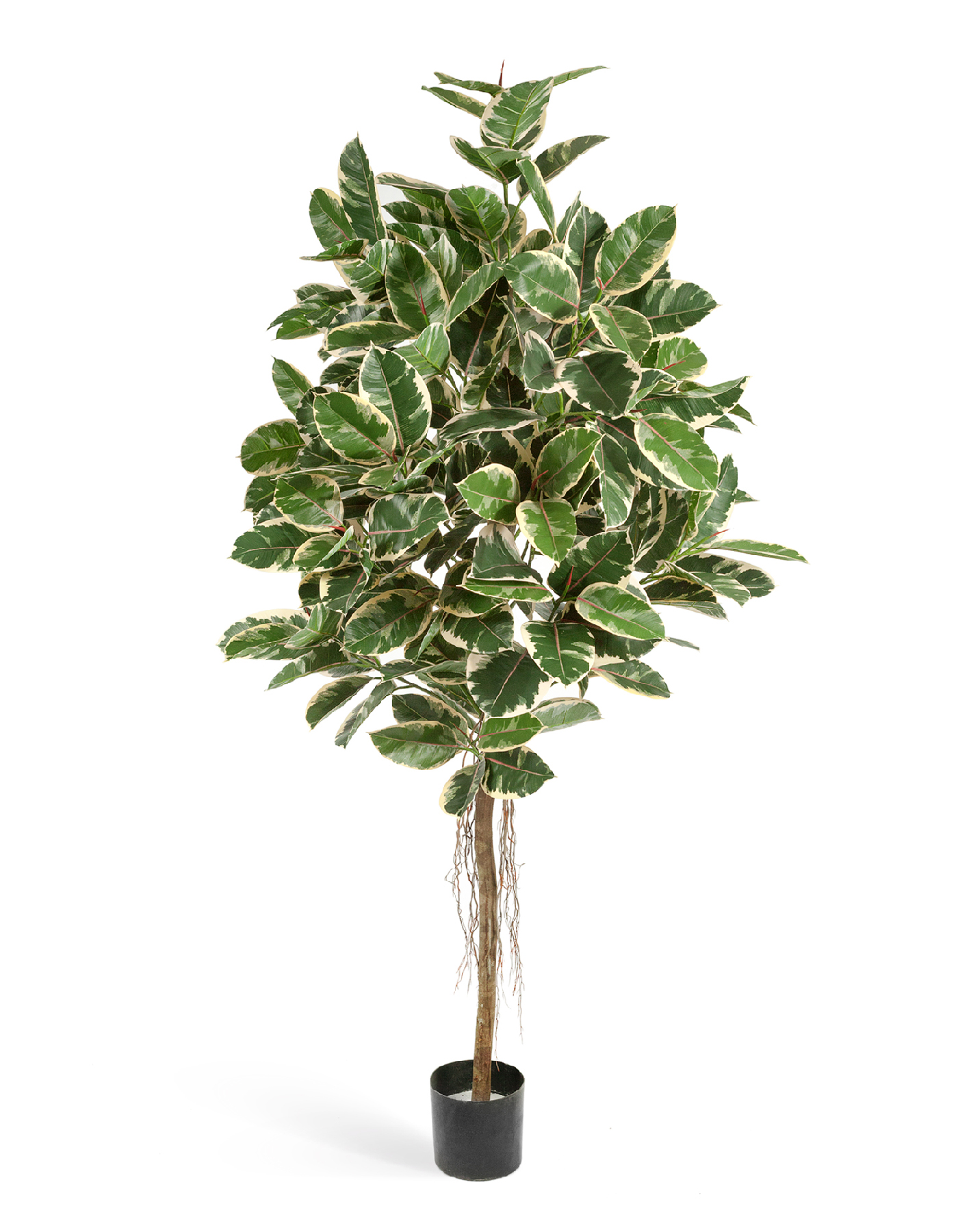 Фикус Эластика пёстрый 150 см 2/2