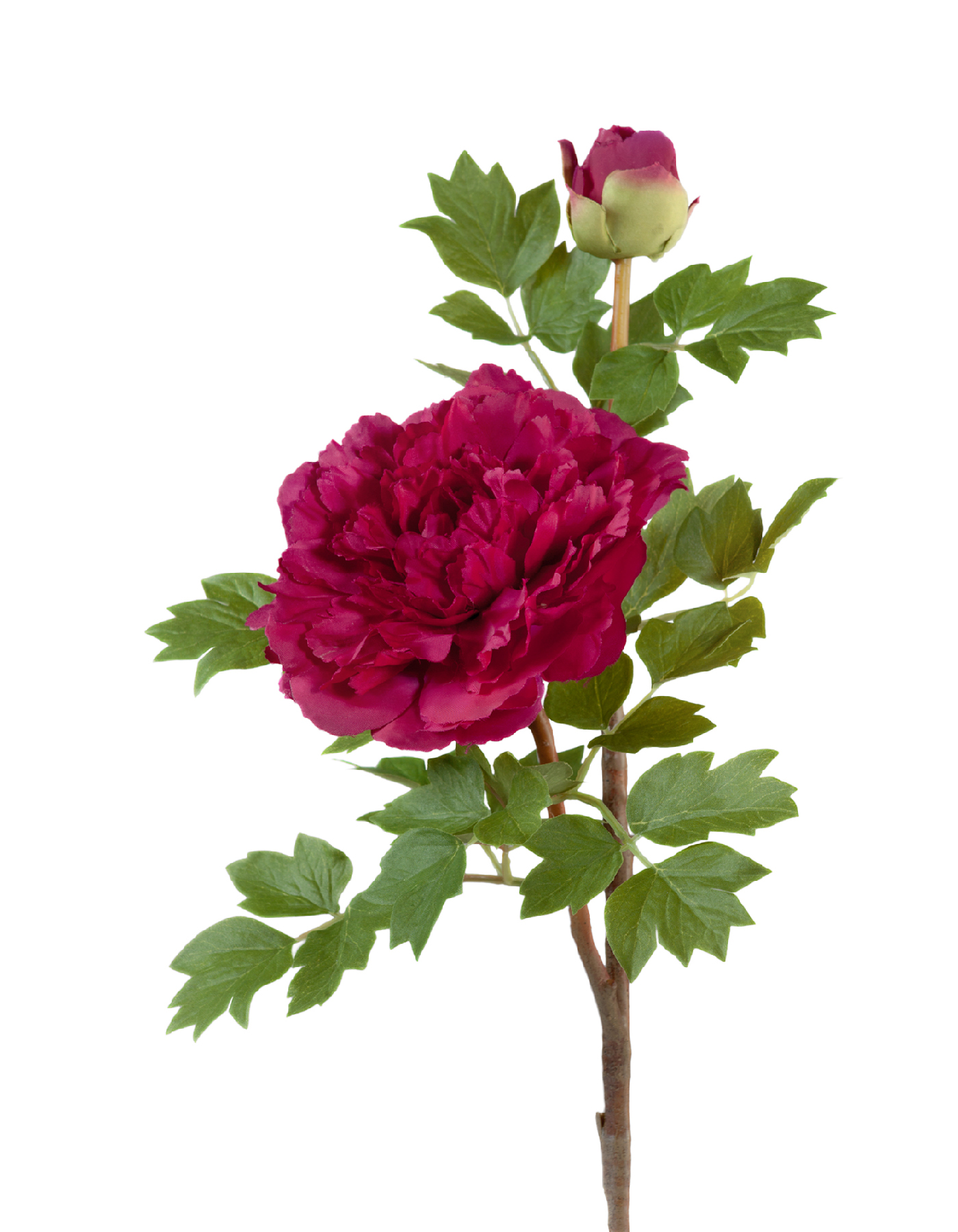 Пион бордовый ветвь малая в-35, д-11см 1цв,1бут  12/48