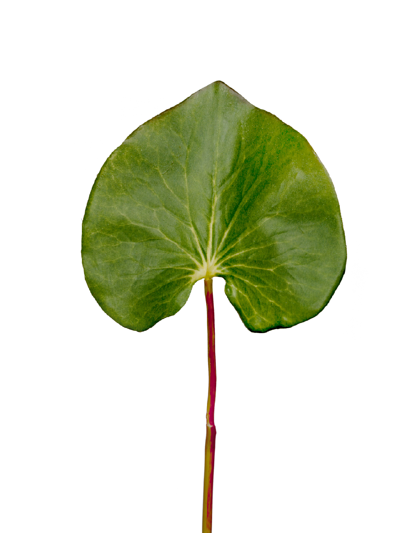 Лист галакса зелёный в-46 см д-9х12 см 24/360