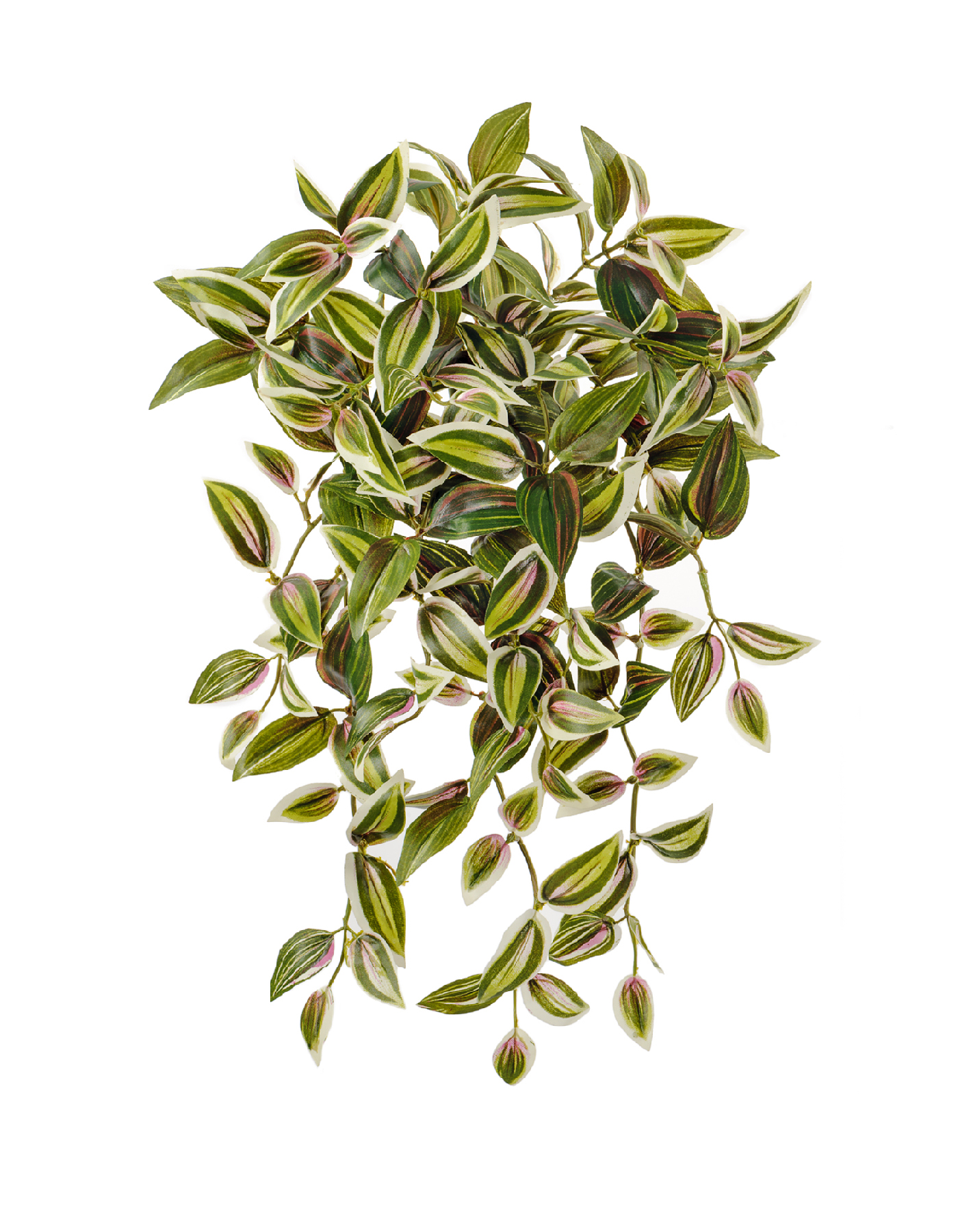 Традесканция ампельная зелёно-бело-розовая в-40 см (12 веток 183 листа) 12/96