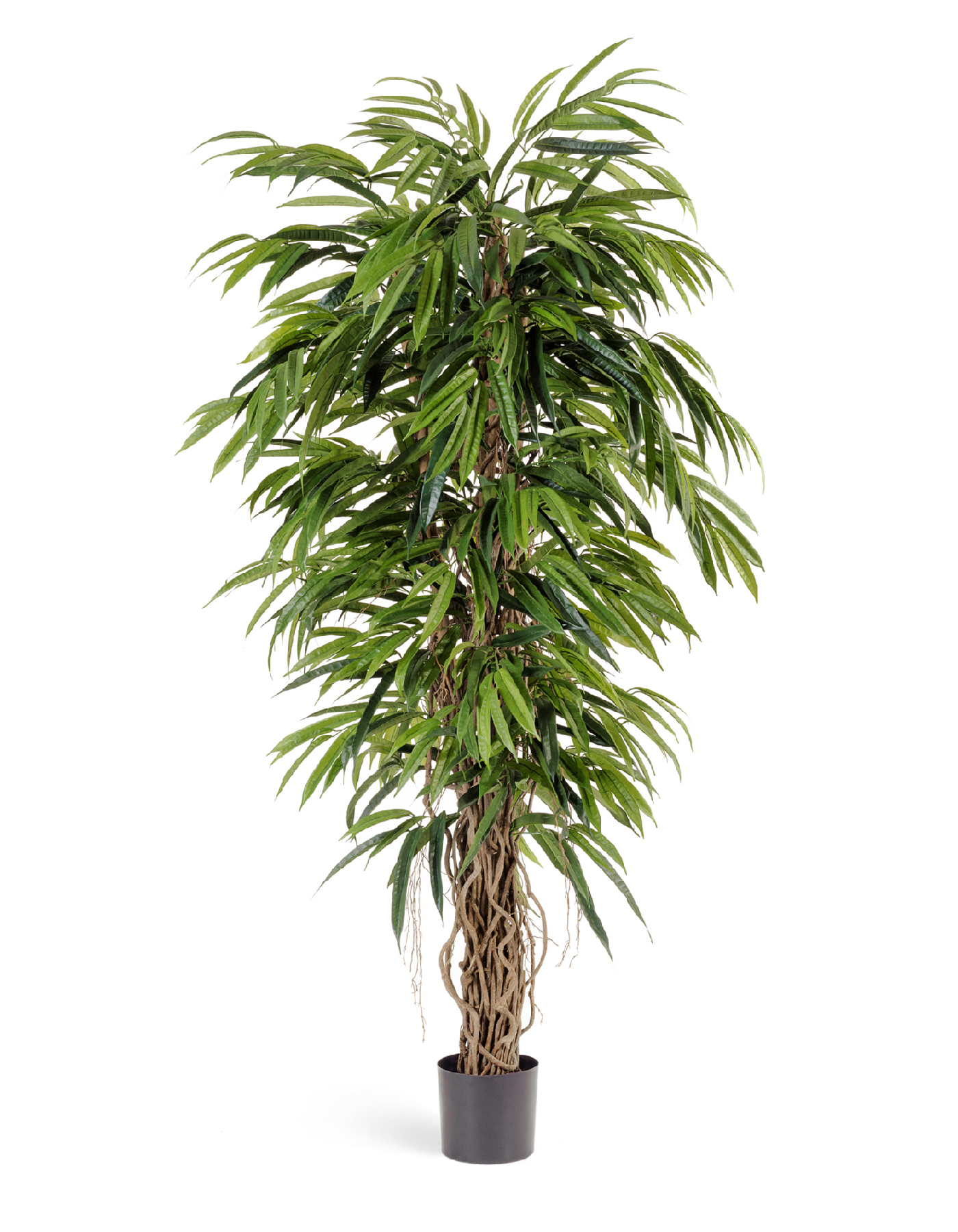 Лонгифолия лиана де люкс 150 см 2/2