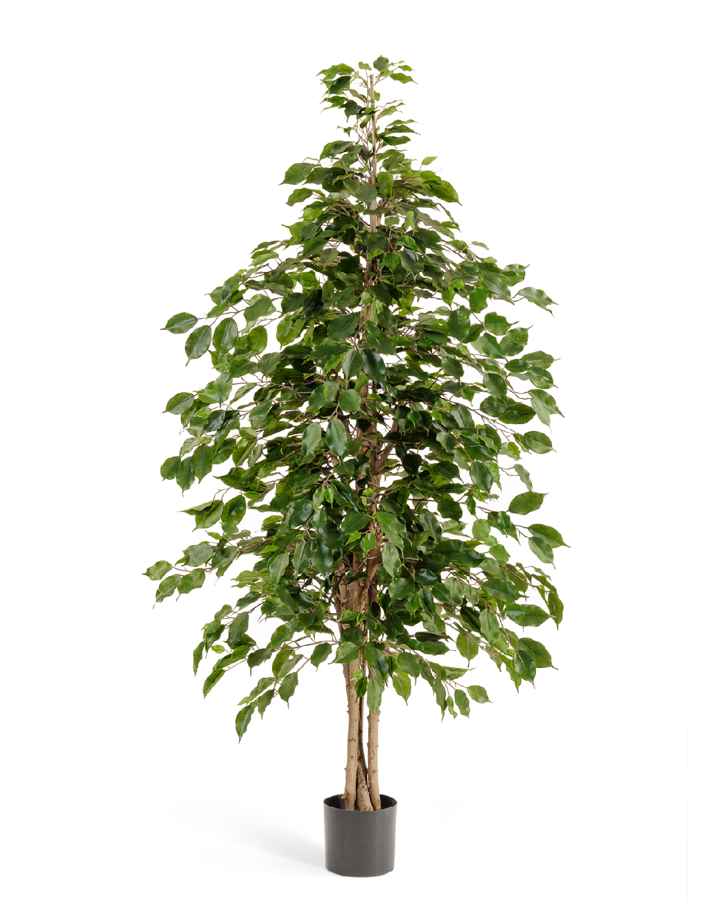 Фикус Бенджамина натуральный 150 см 2/2